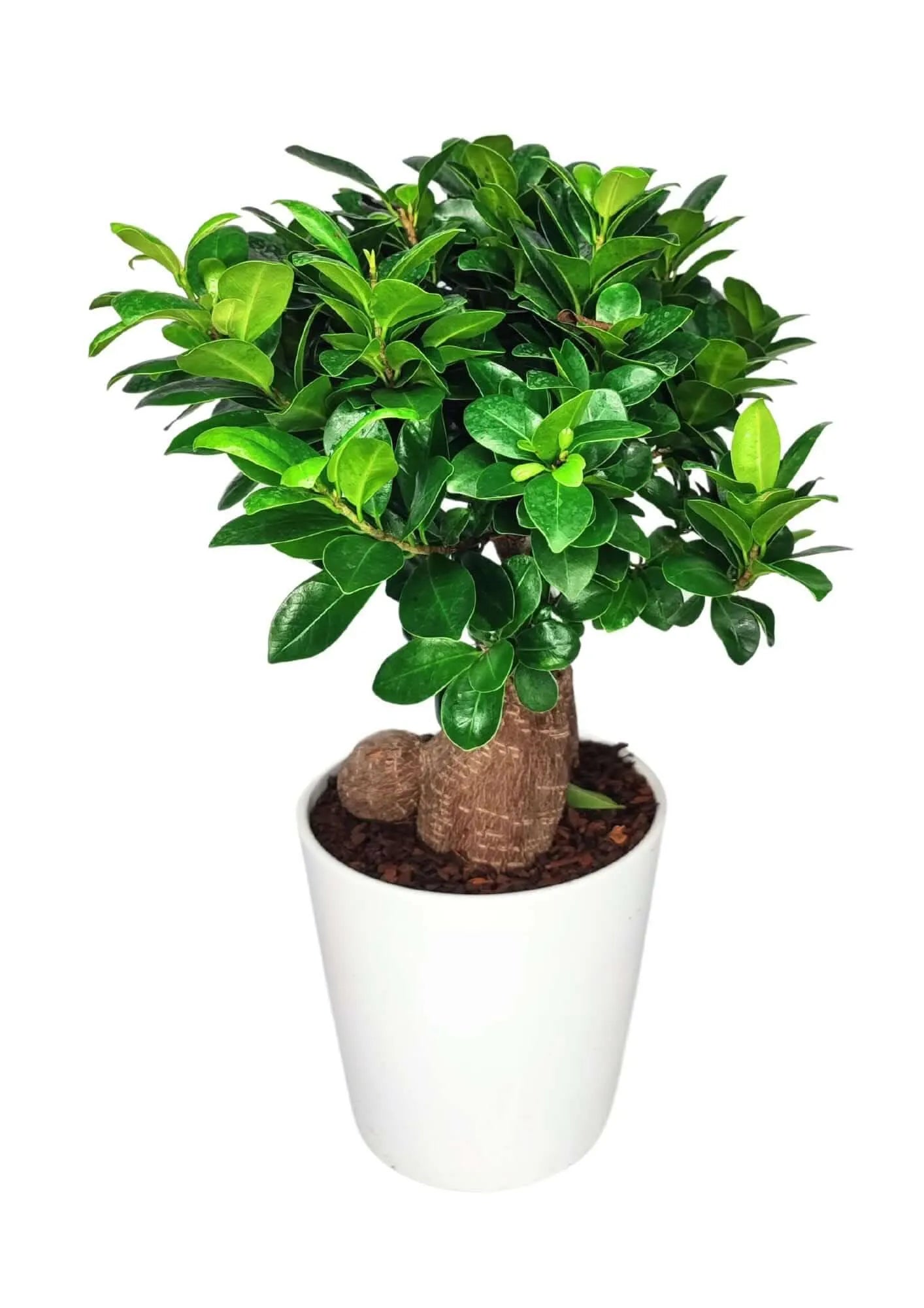 Bonsai Ficus Ginseng Vaso di Ceramica Dallas Altezza Pianta 40 cm