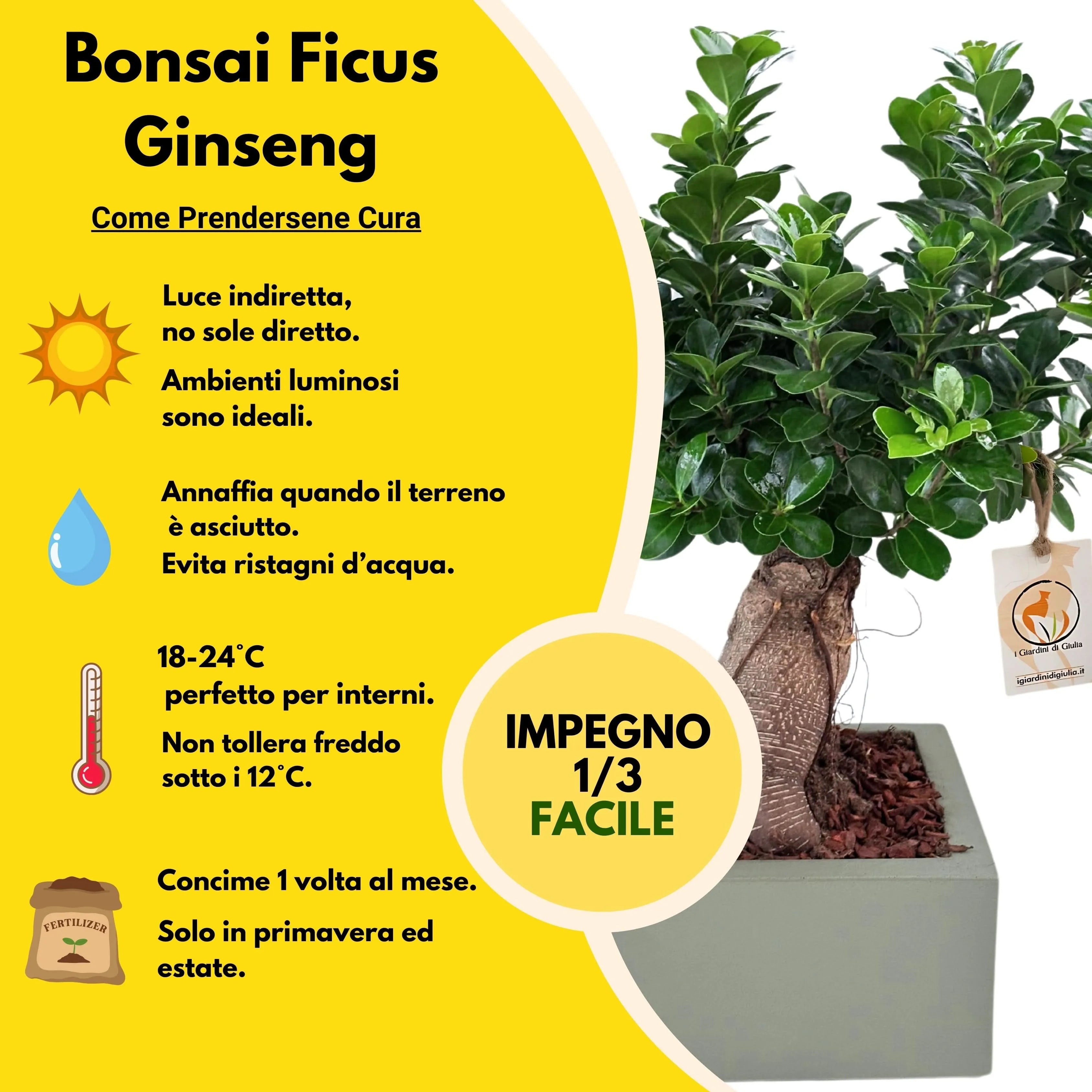 Bonsai Ficus Ginseng  in vaso "Minos"