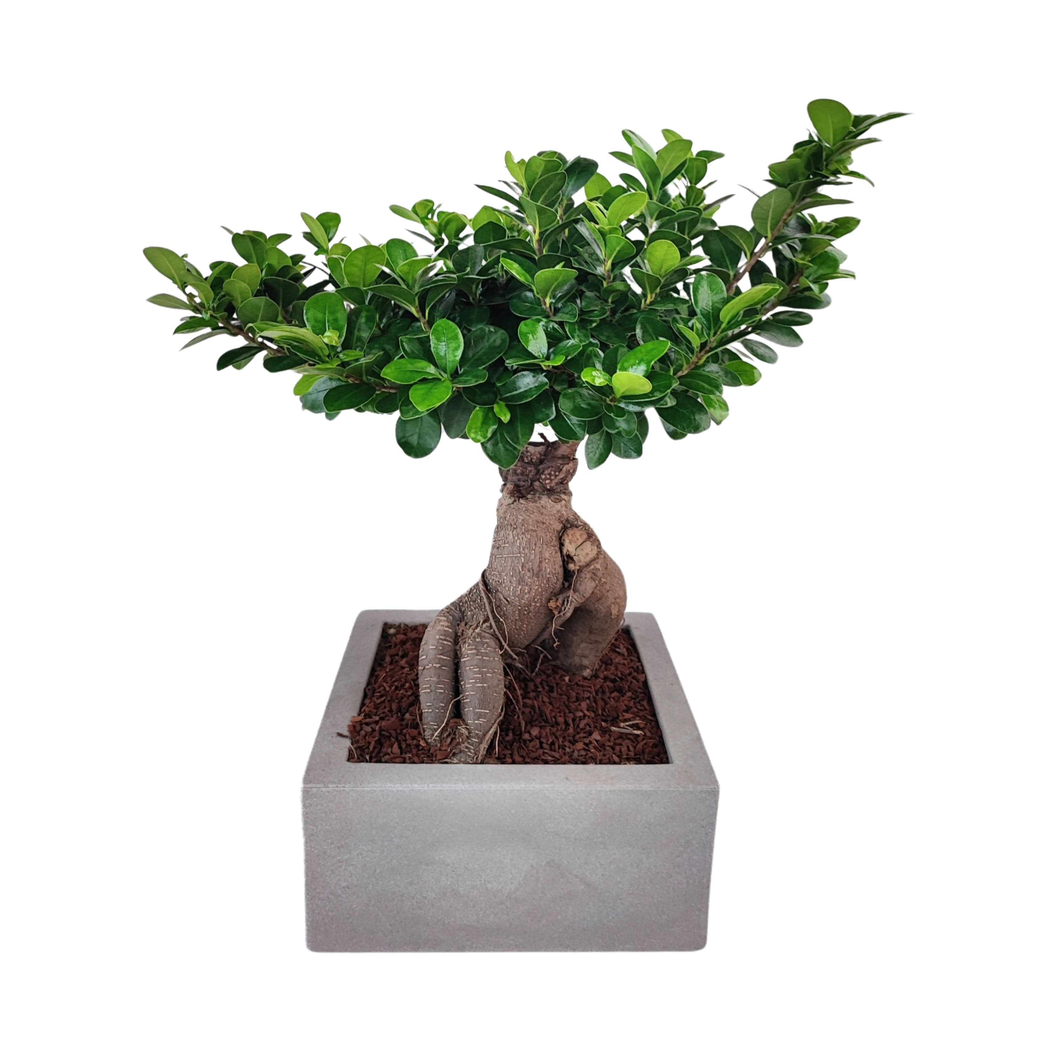 Bonsai ficus ginseng Vaso a Riserva D'acqua Minos
