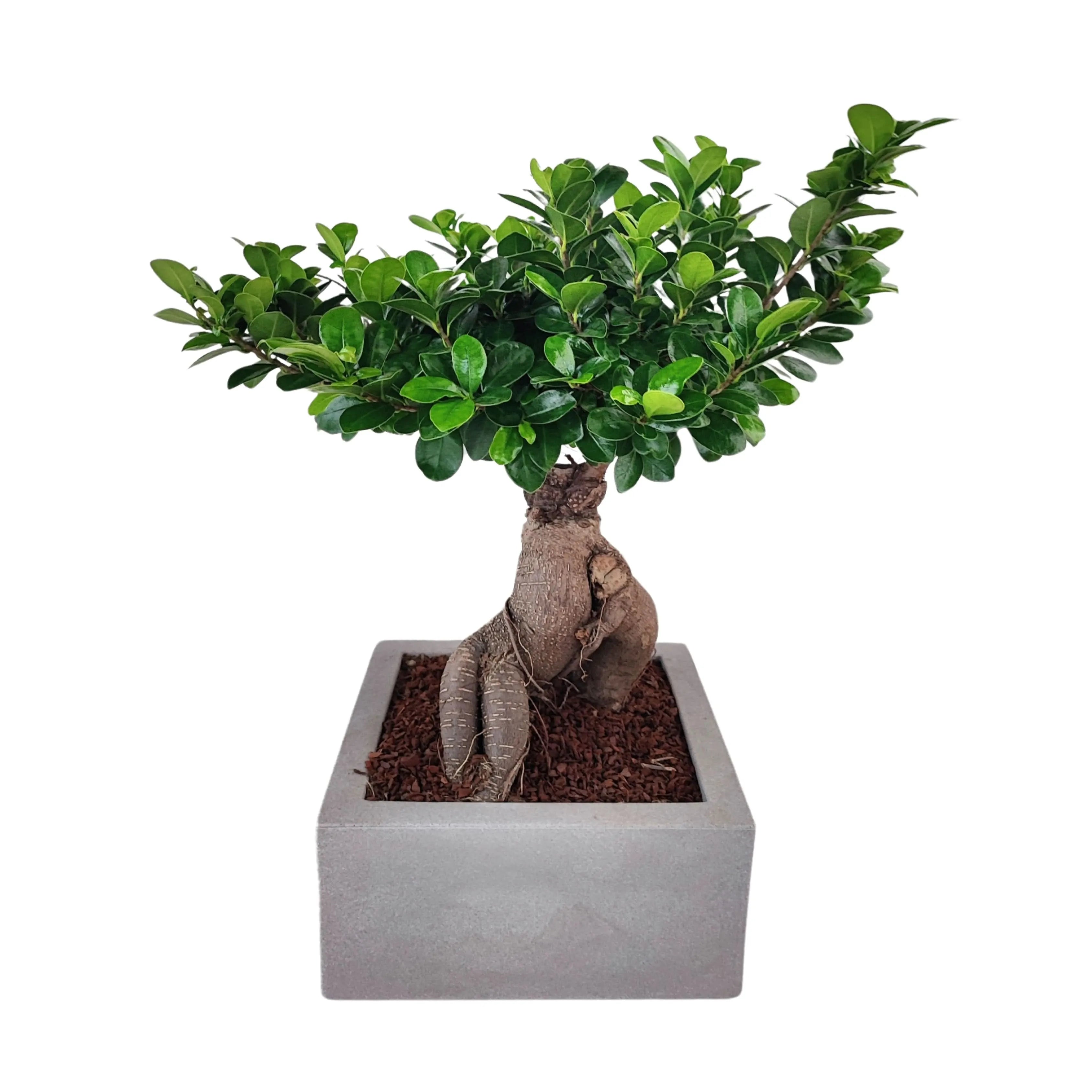 Bonsai Ficus Ginseng  in vaso "Minos"