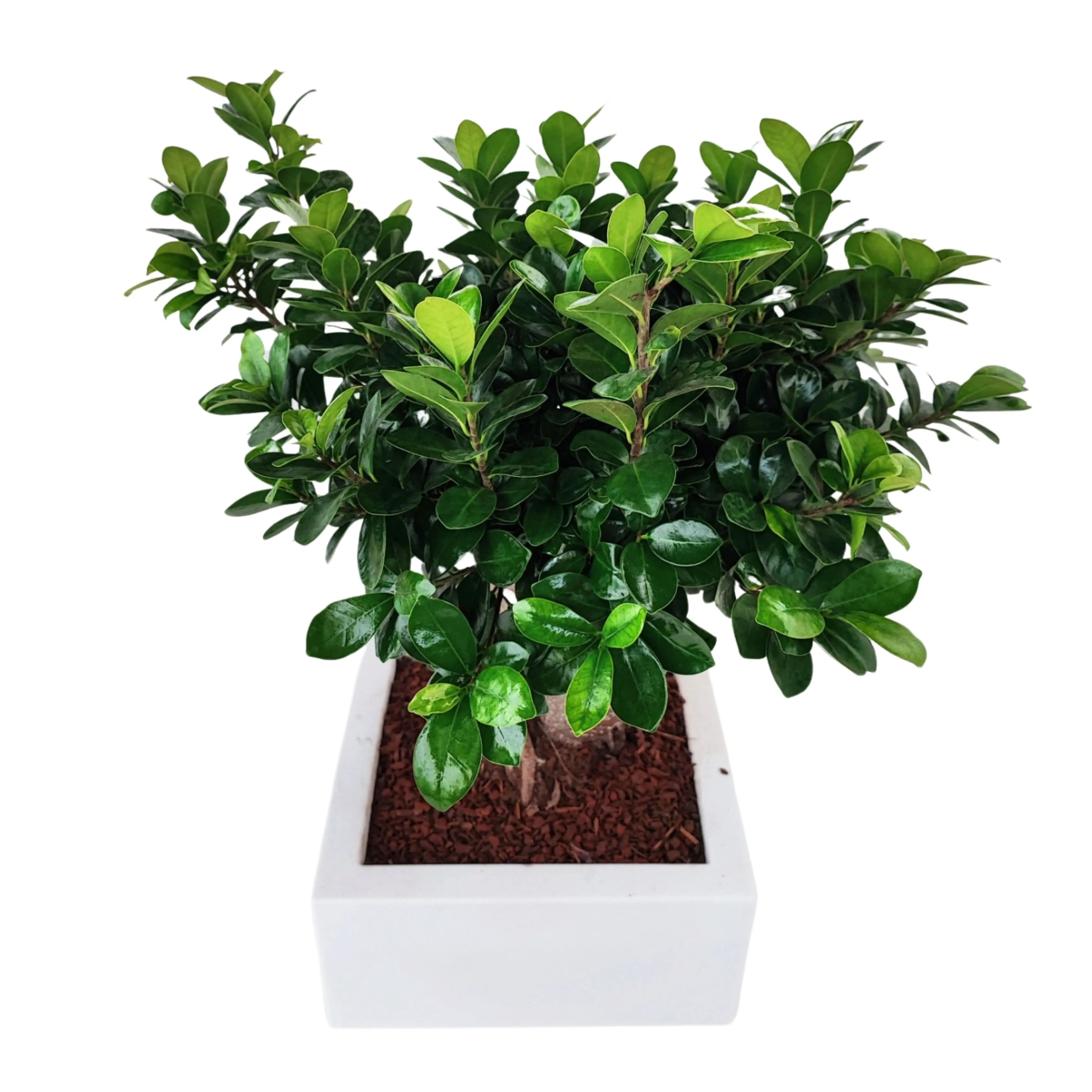 Bonsai Ficus Ginseng  in vaso "Minos"