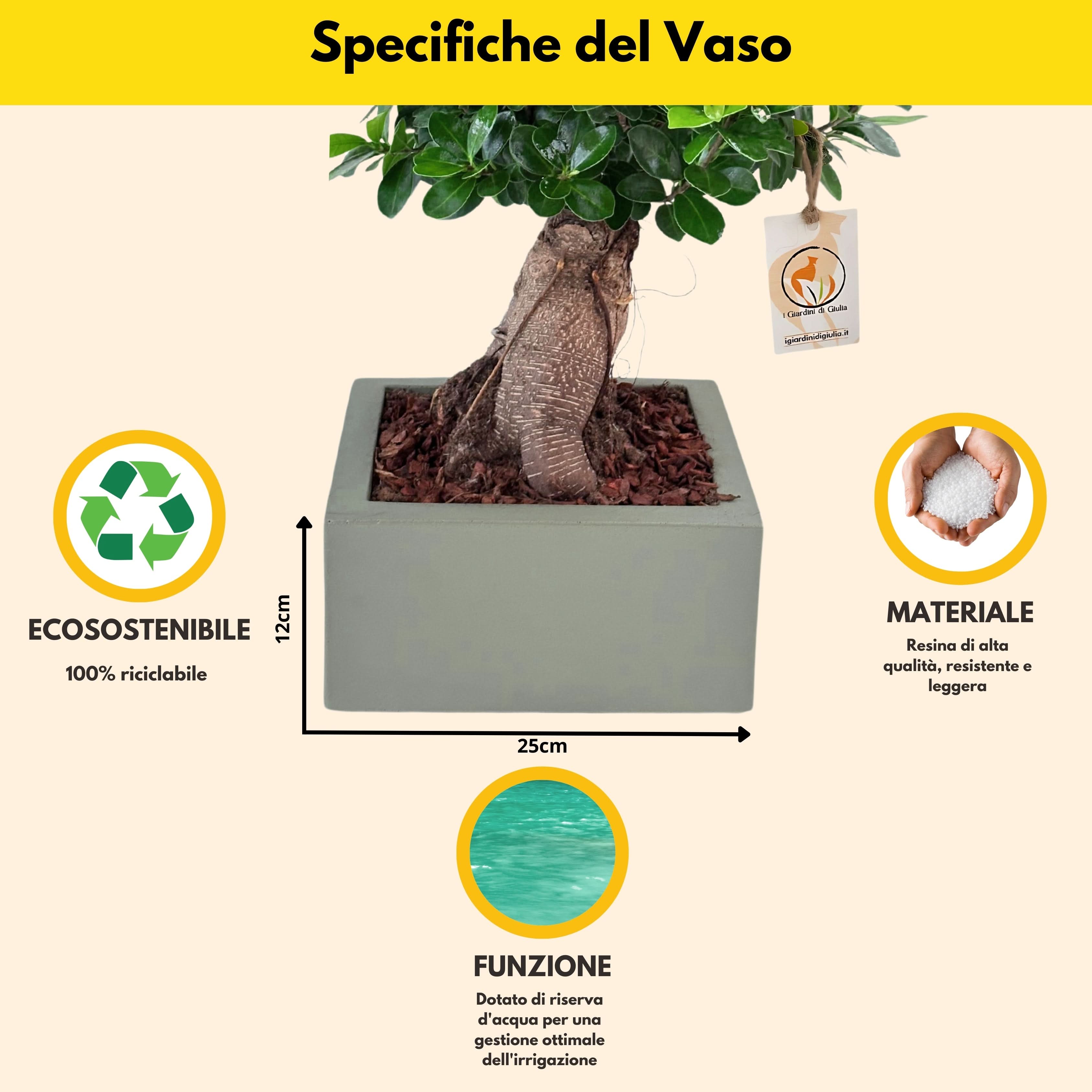 Bonsai ficus ginseng Vaso a Riserva D'acqua Minos