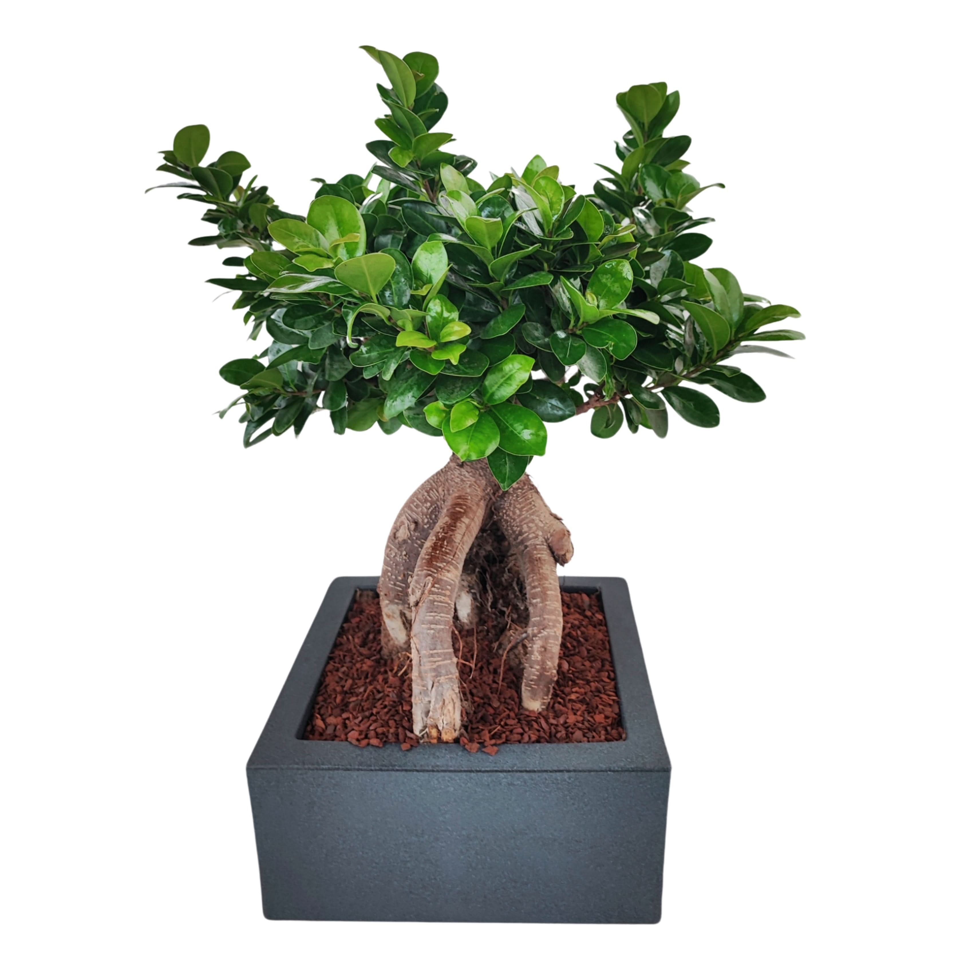 Bonsai Ficus Ginseng  in vaso "Minos"
