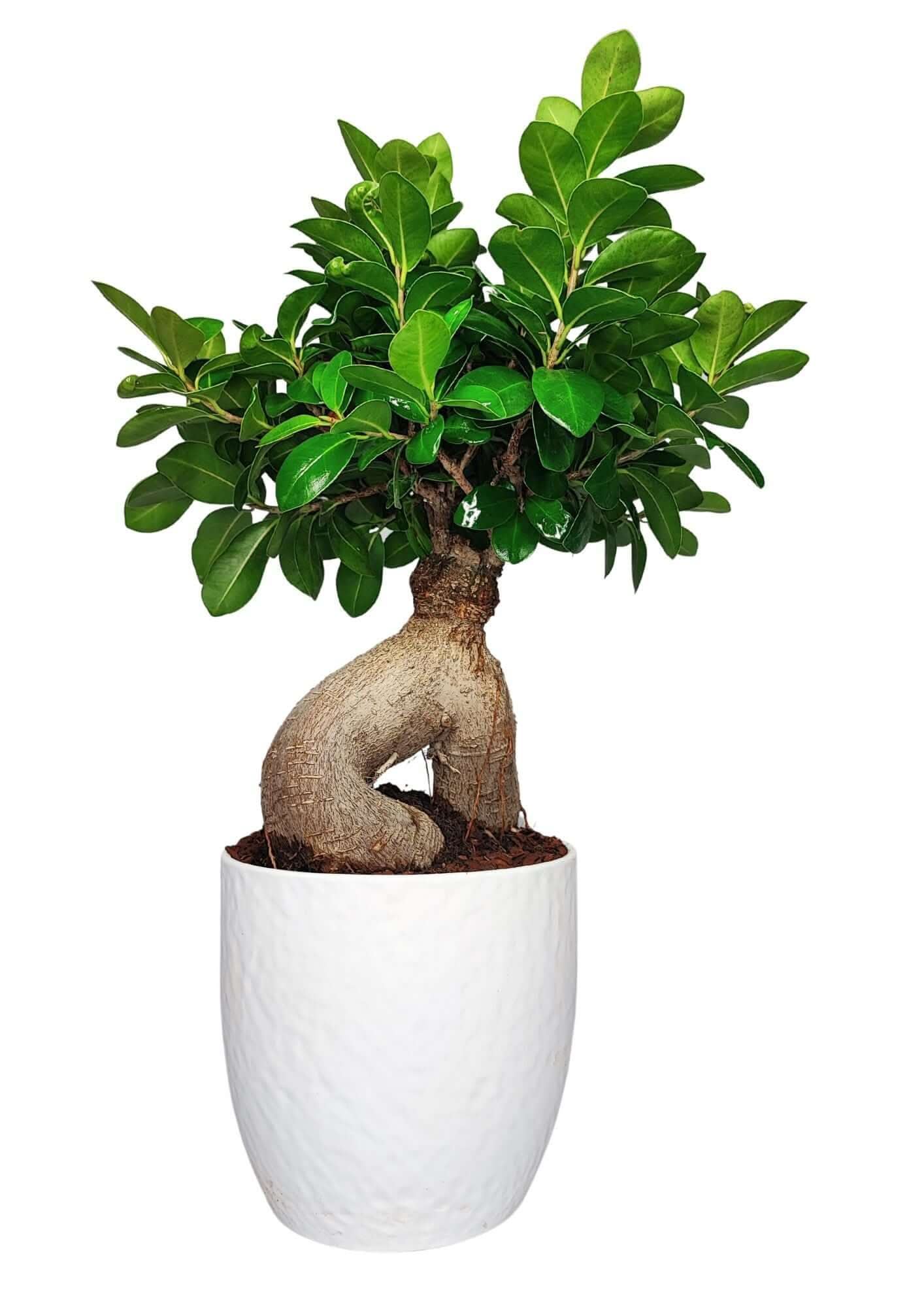 Bonsai Ficus Ginseng in vaso Boston altezza 50 cm