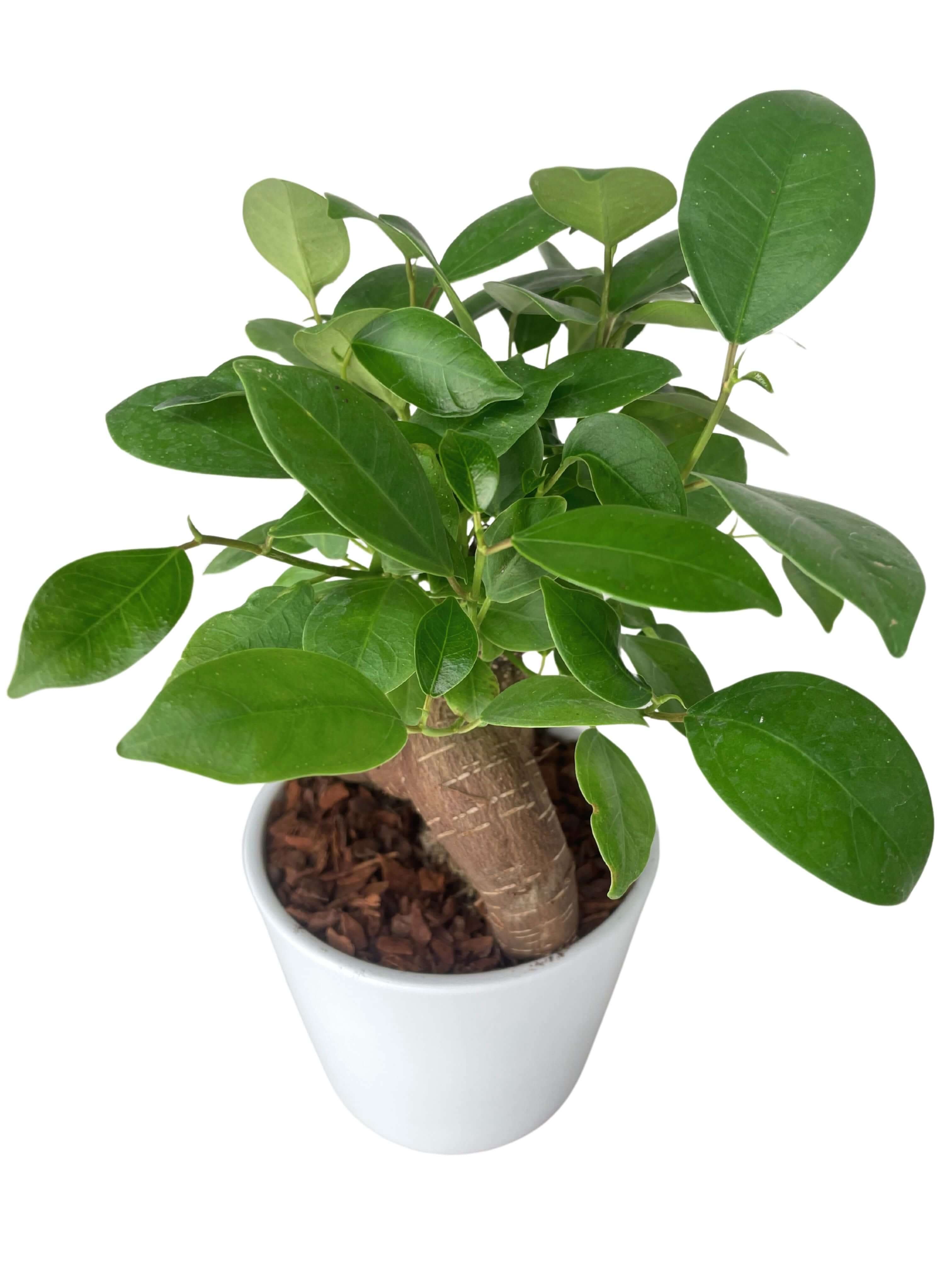 Bonsai Mini Ficus Ginseng in Vaso di Ceramica
