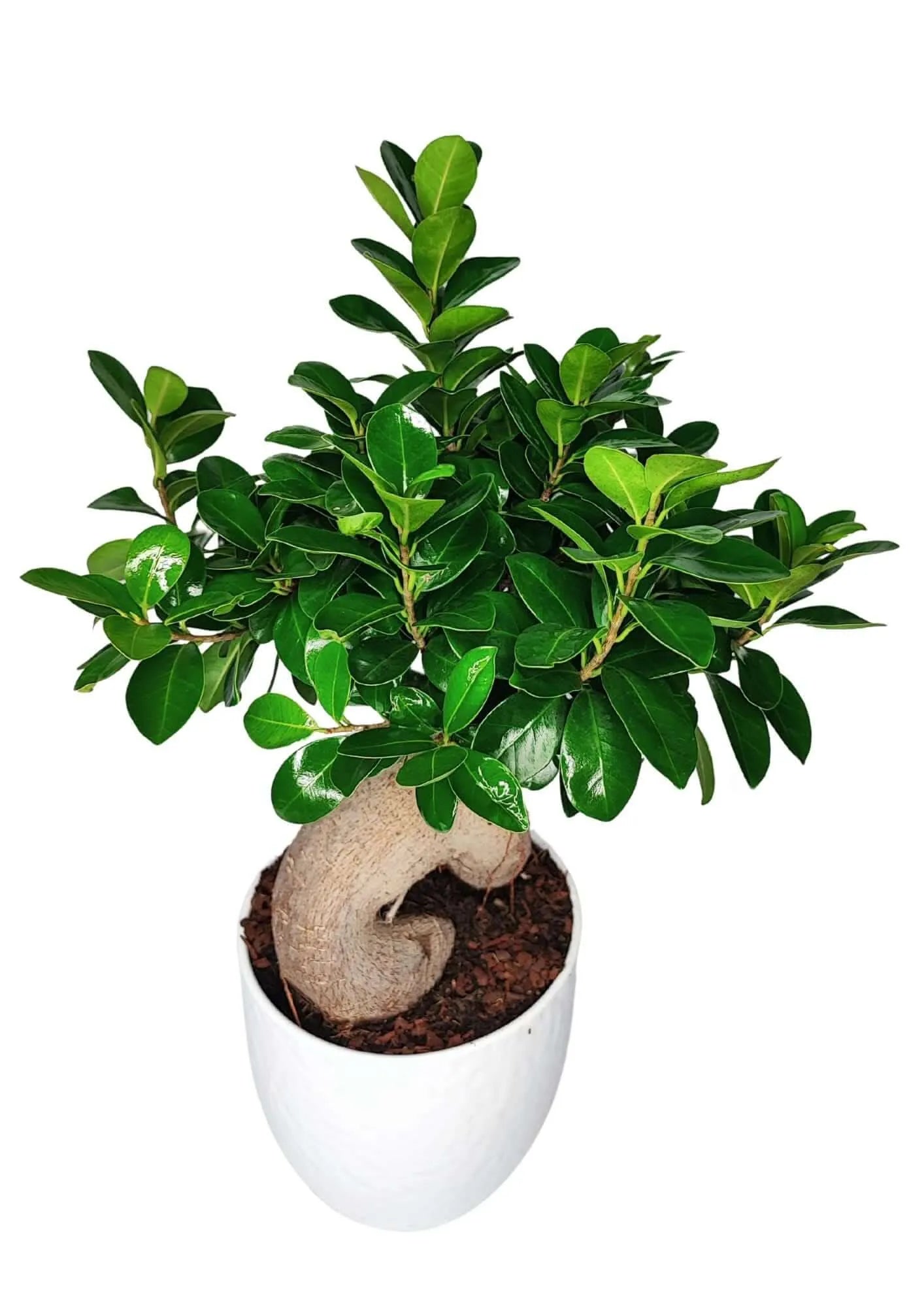 Bonsai Ficus Ginseng in vaso Boston altezza 50 cm