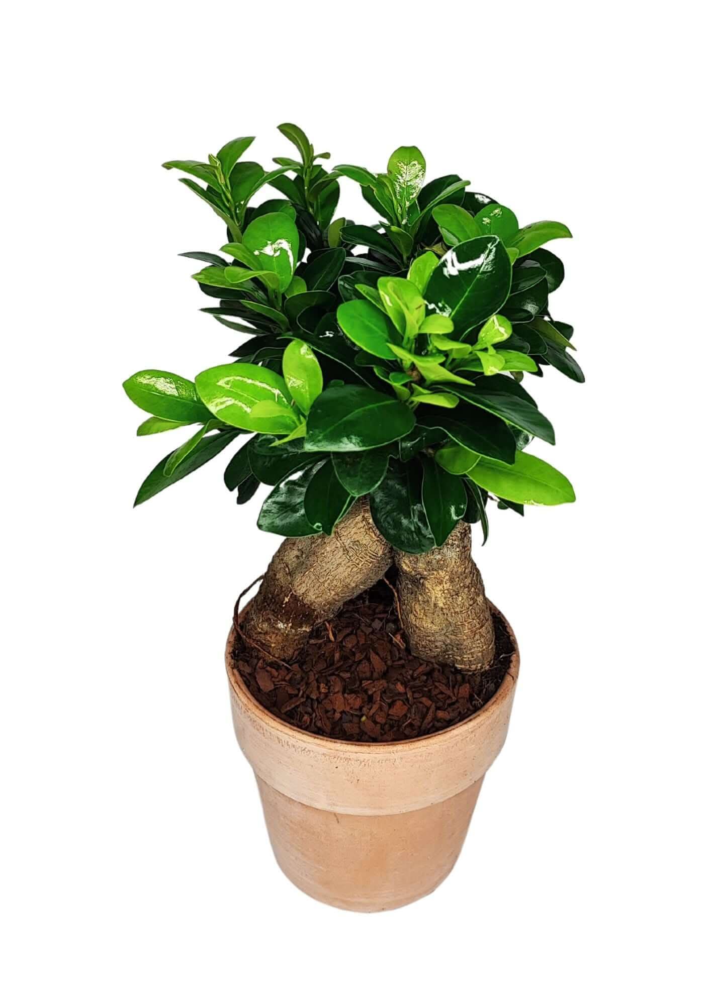 Bonsai Ficus Ginseng - Altezza Pianta 45 cm, Vaso di Terracotta