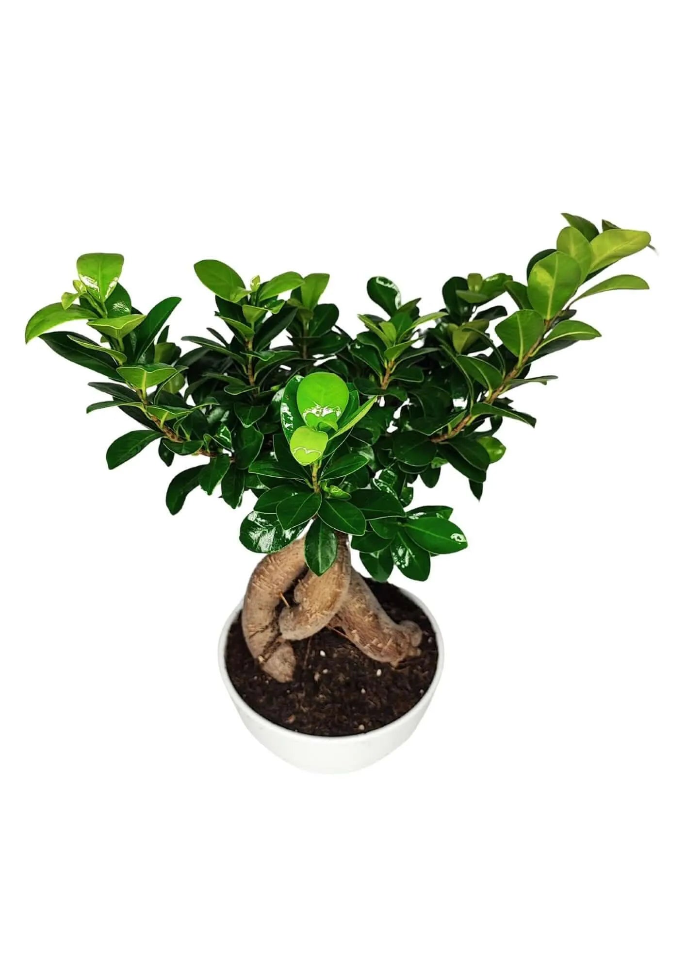 Bonsai Ficus Ginseng - Altezza Pianta 40 cm, Vaso di Ceramica Novara
