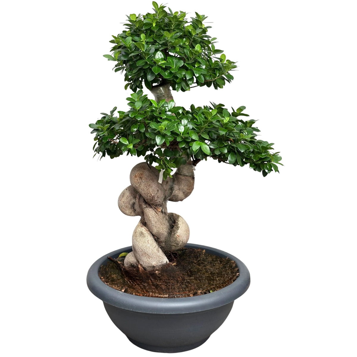Bonsai Ficus Microcarpa Dragon Shape D. 60 CM H. 140 CM