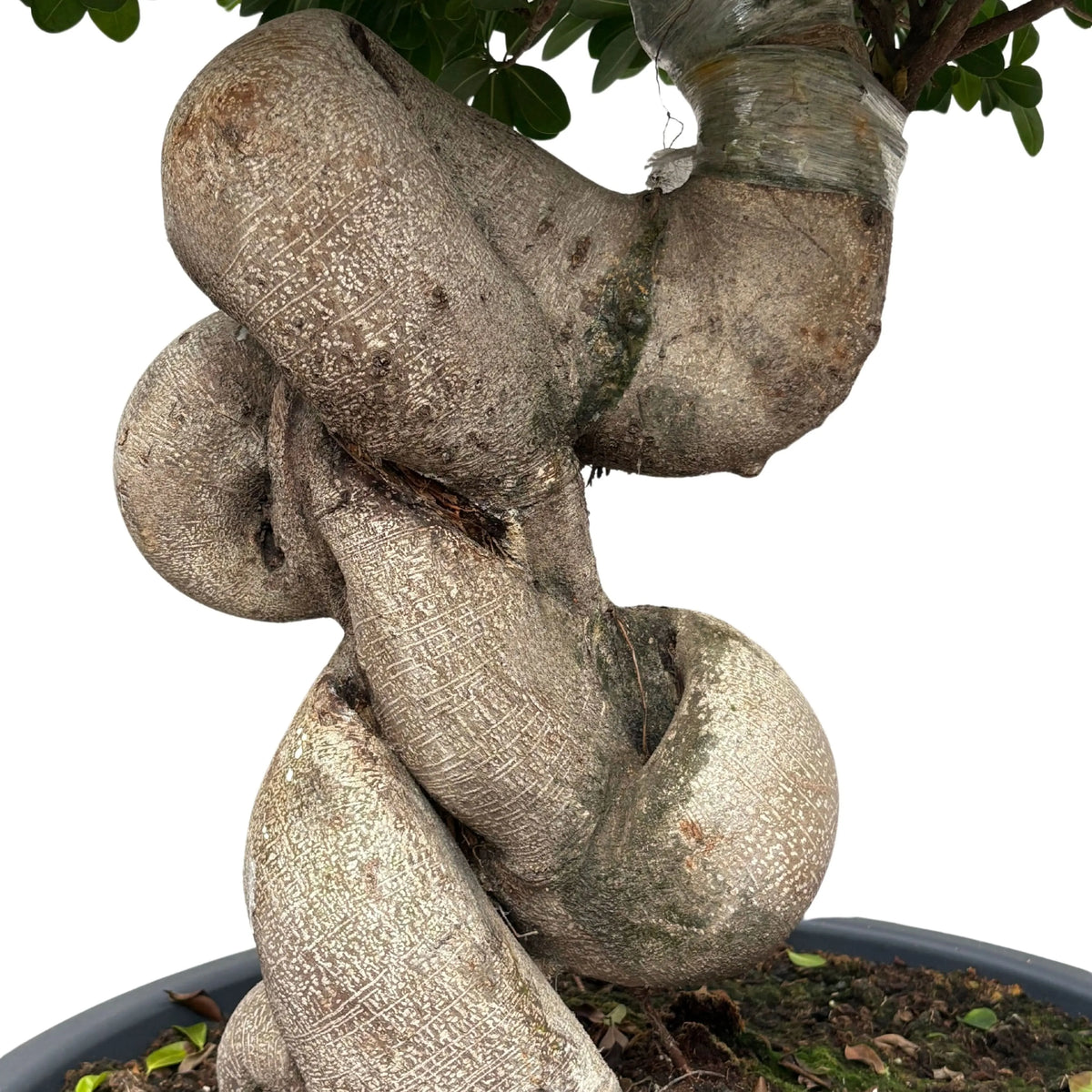 Bonsai Ficus Microcarpa Dragon Shape D. 60 CM H. 140 CM