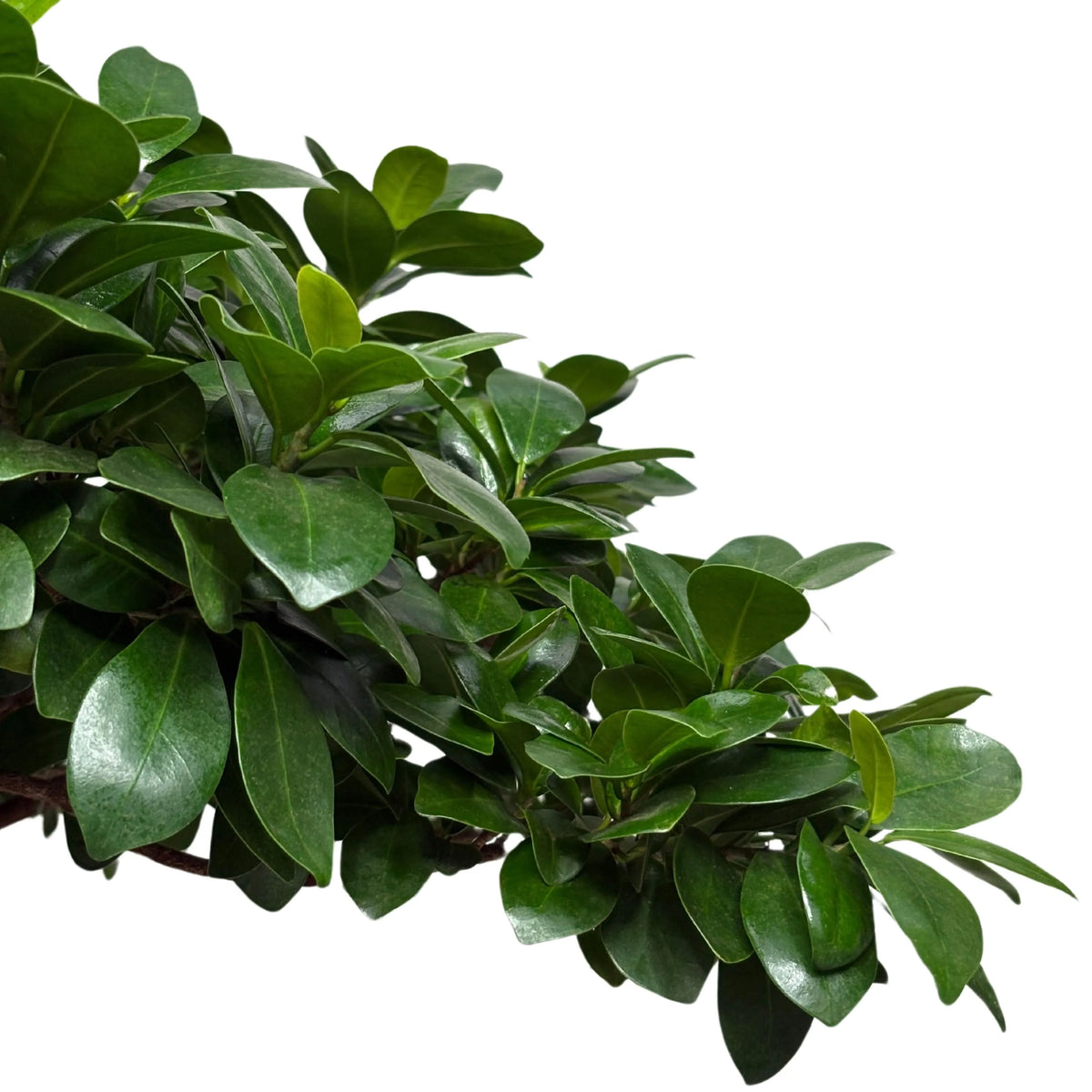 Bonsai Ficus Microcarpa Dragon Shape D. 60 CM H. 140 CM