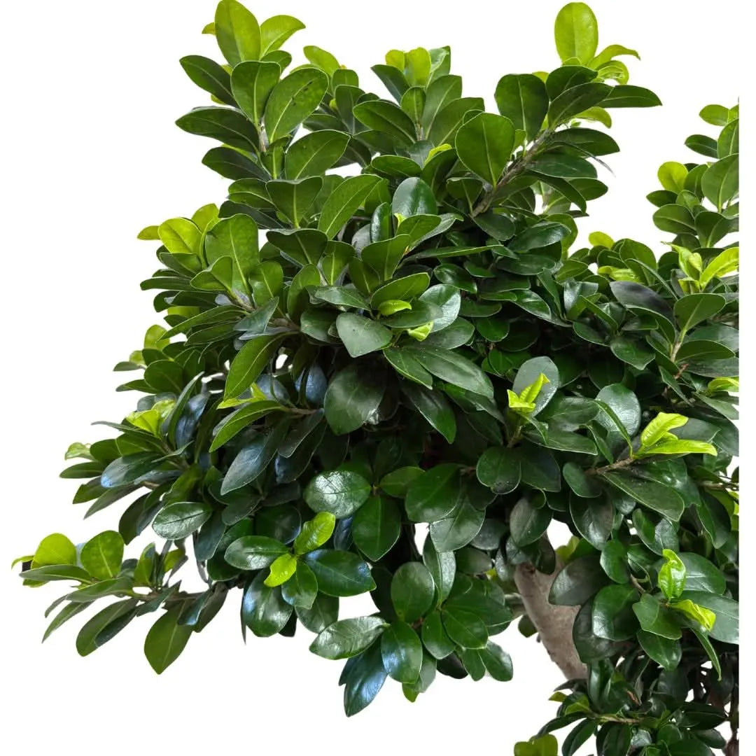 Bonsai Ficus Microcarpa "Dragon Shape" D. 60 CM H. 200 CM