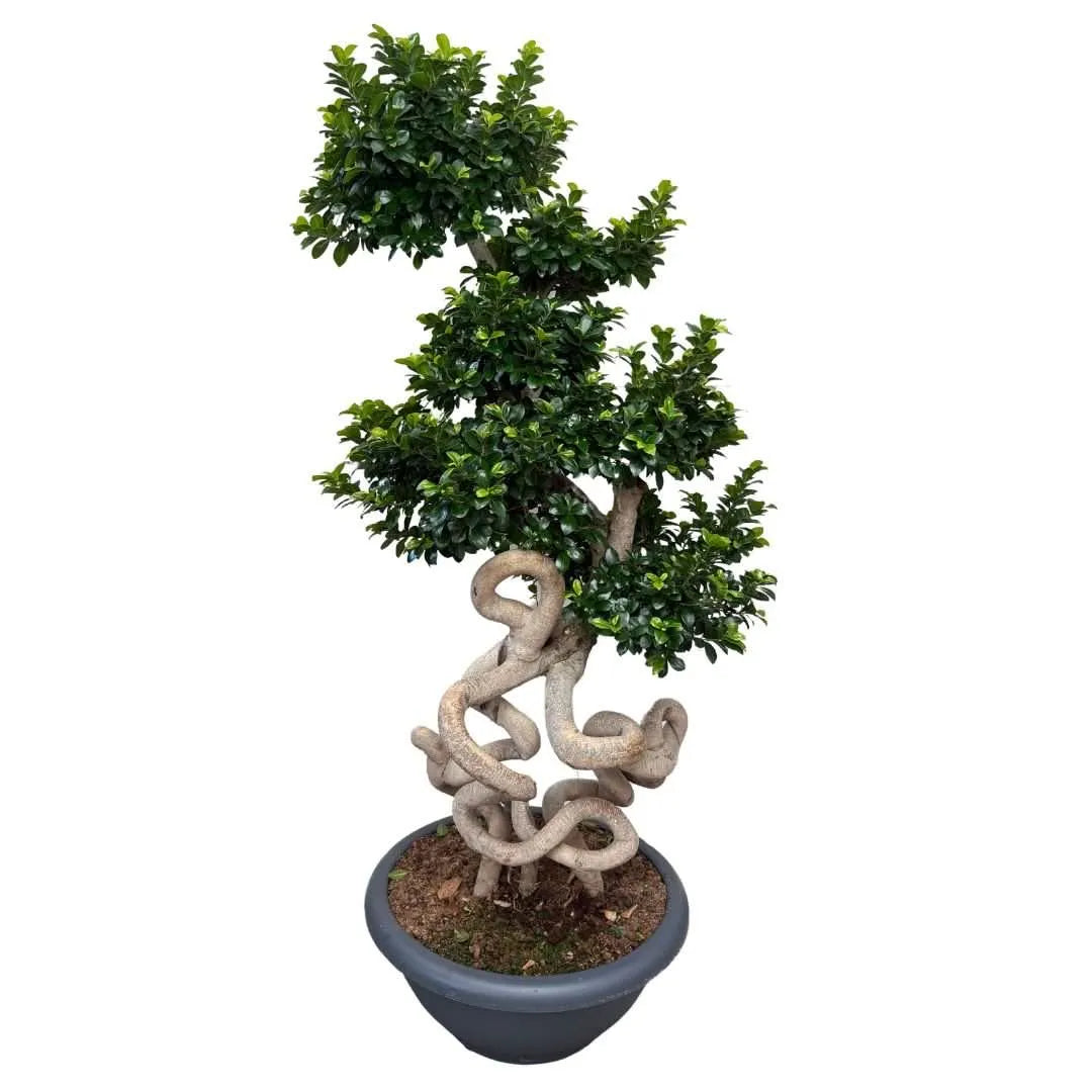 Bonsai Ficus Microcarpa "Dragon Shape" D. 60 CM H. 200 CM