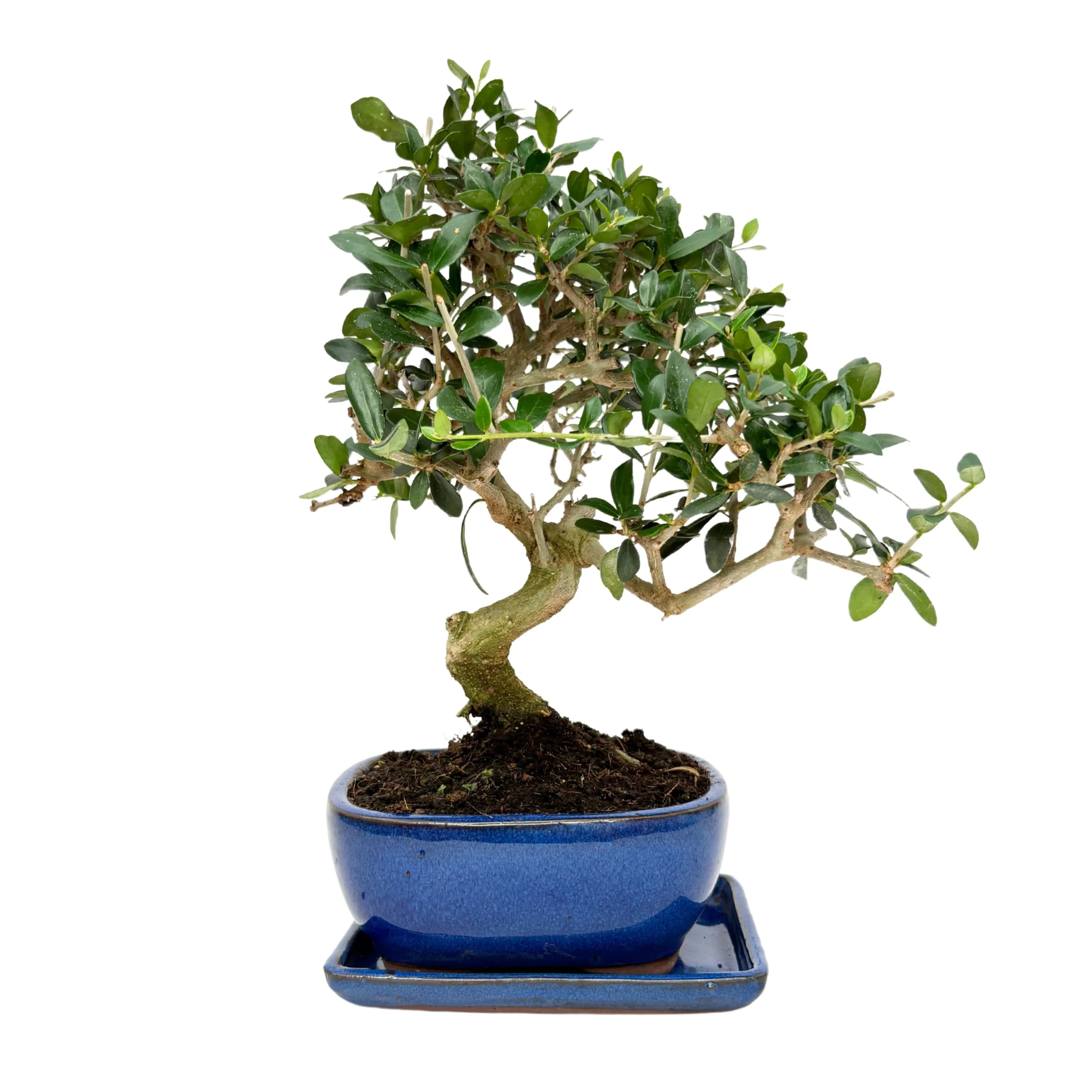 Bonsai Olea Europaea Sylvestris 8 Anni - Collezione Premium
