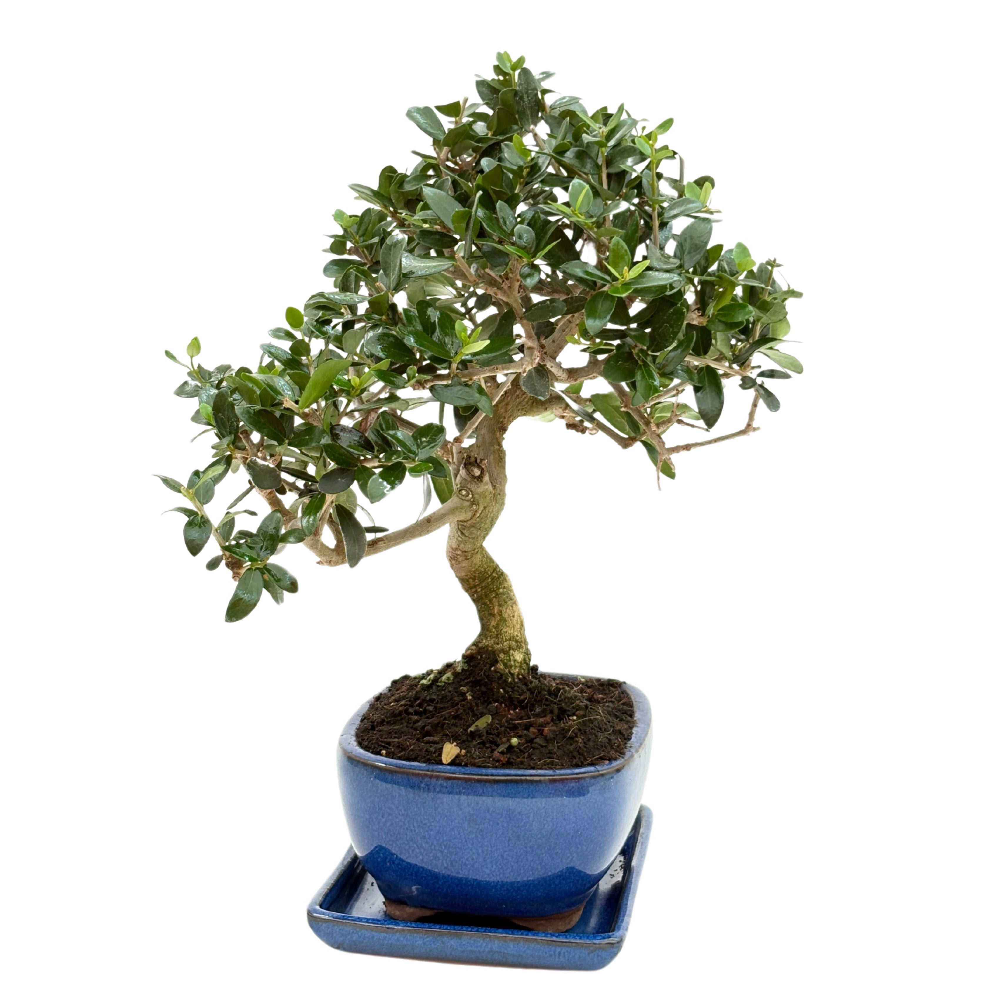 Bonsai Olea Europaea Sylvestris 8 Anni - Collezione Premium