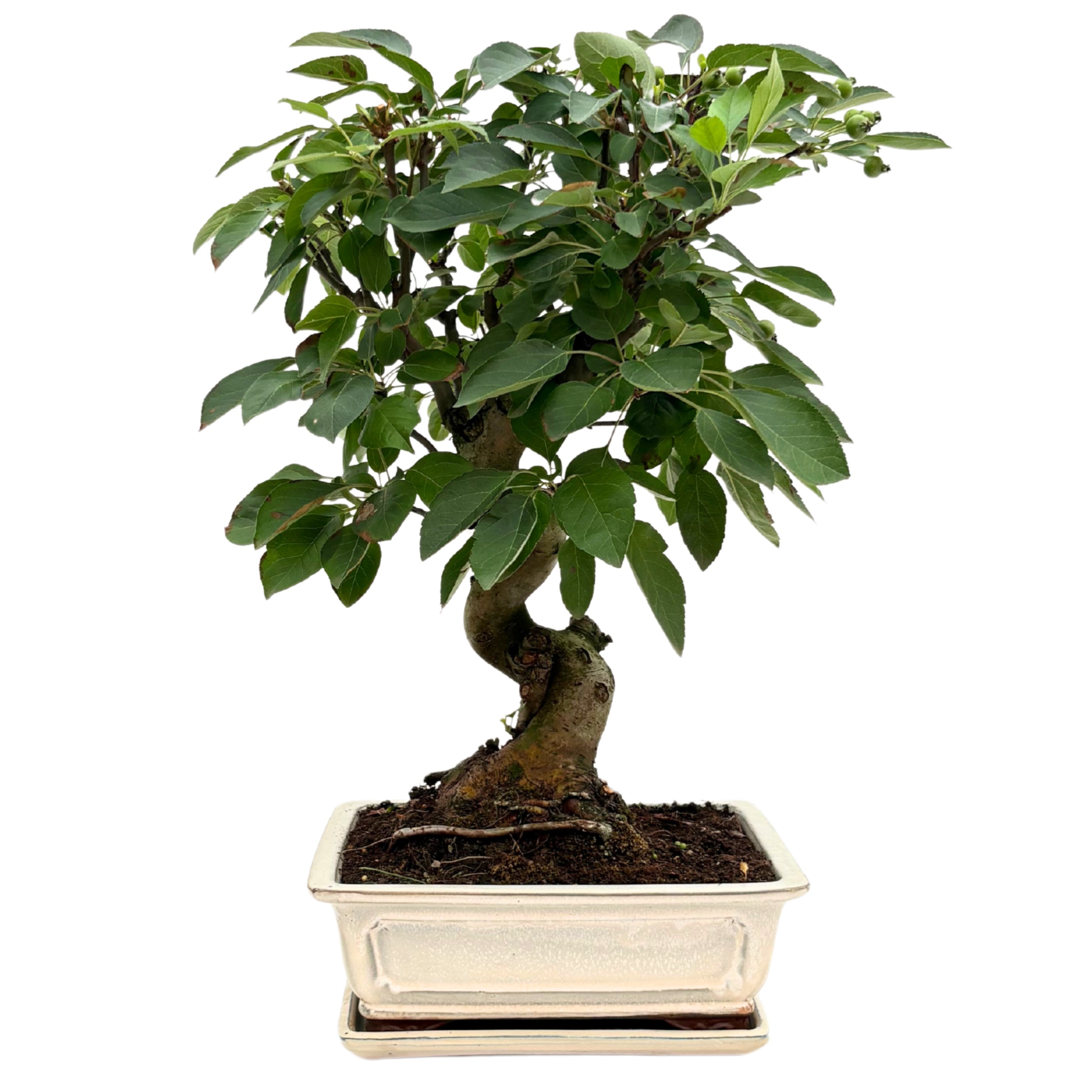 Bonsai Melo 14 Anni - Collezione Premium