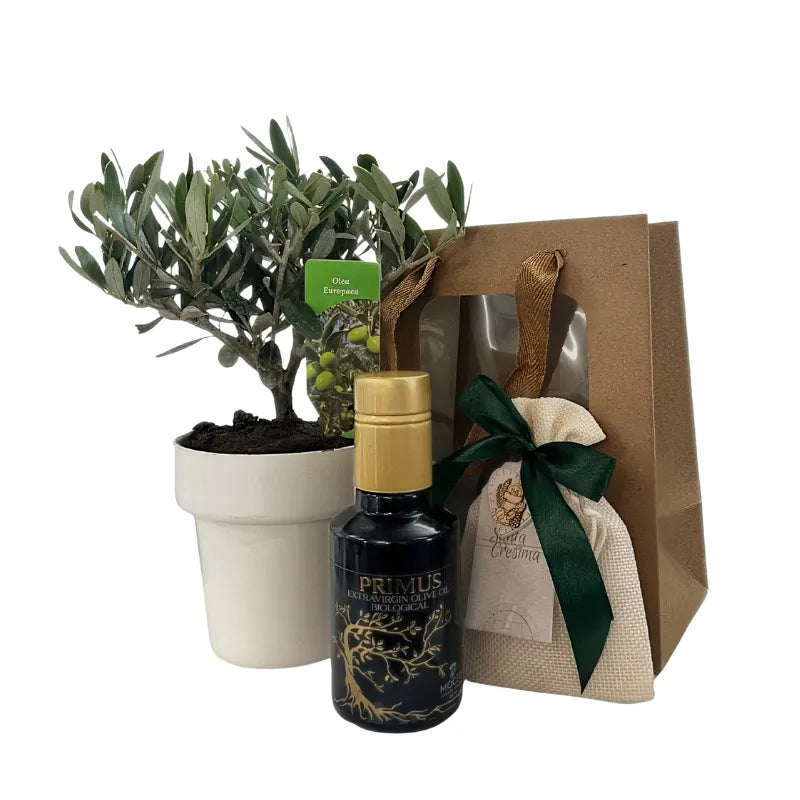 Bomboniera con olivo Bonsai e olio extravergine bio Primus
