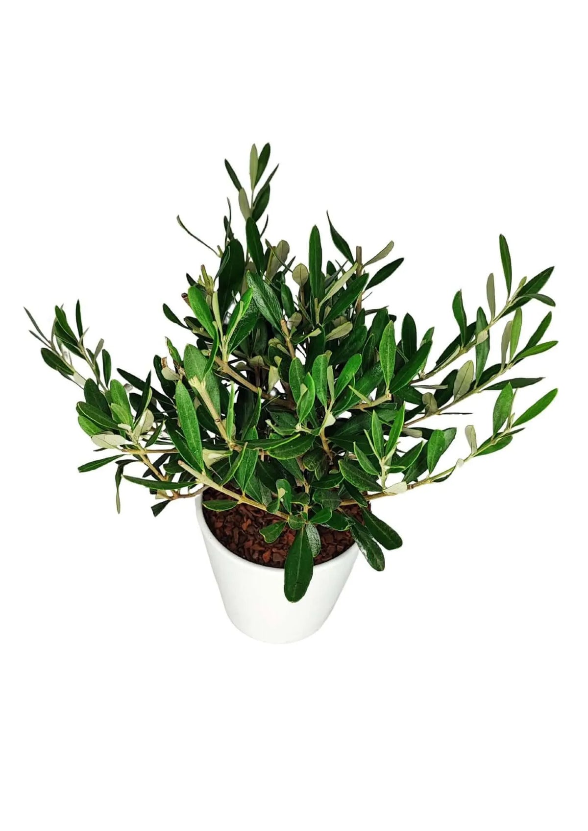 Olivo Bonsai Dallas Midi - Altezza Pianta 40 cm