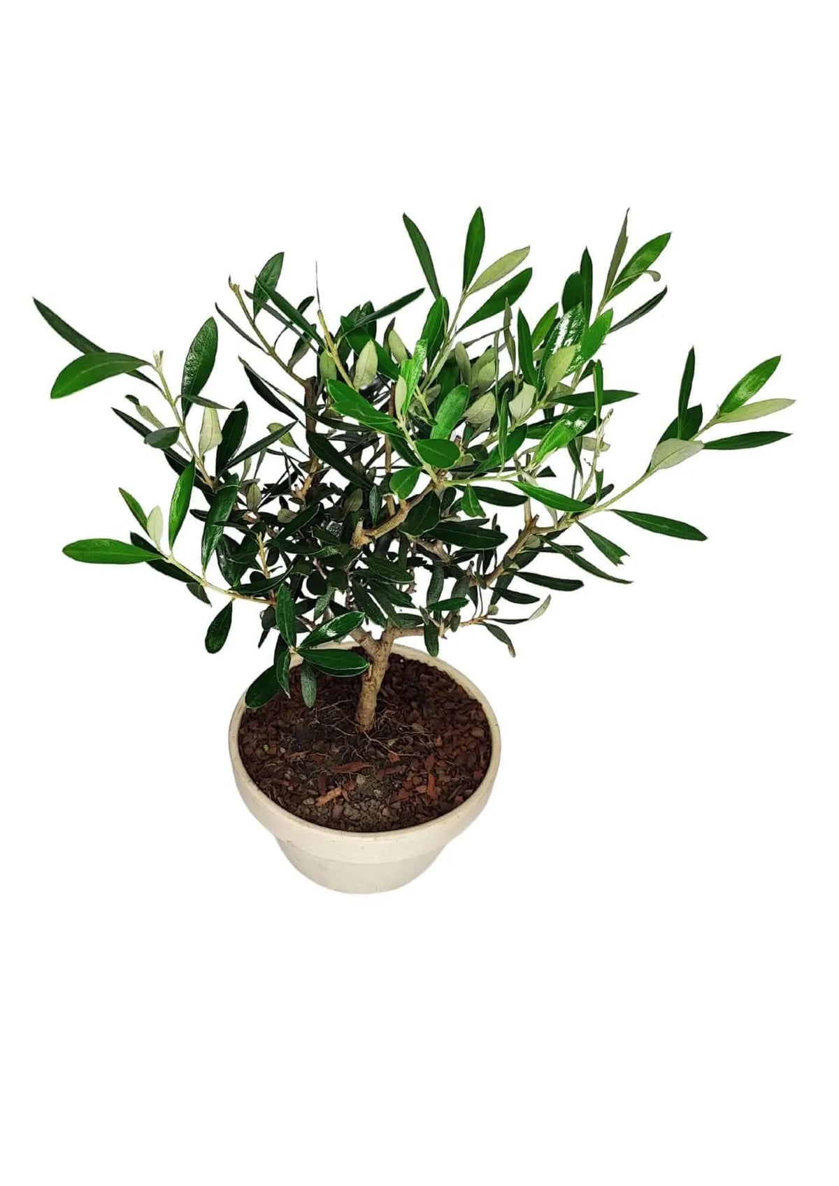 Olivo Bonsai Vaso in Terracotta GranitAltezza Pianta 40 cm
