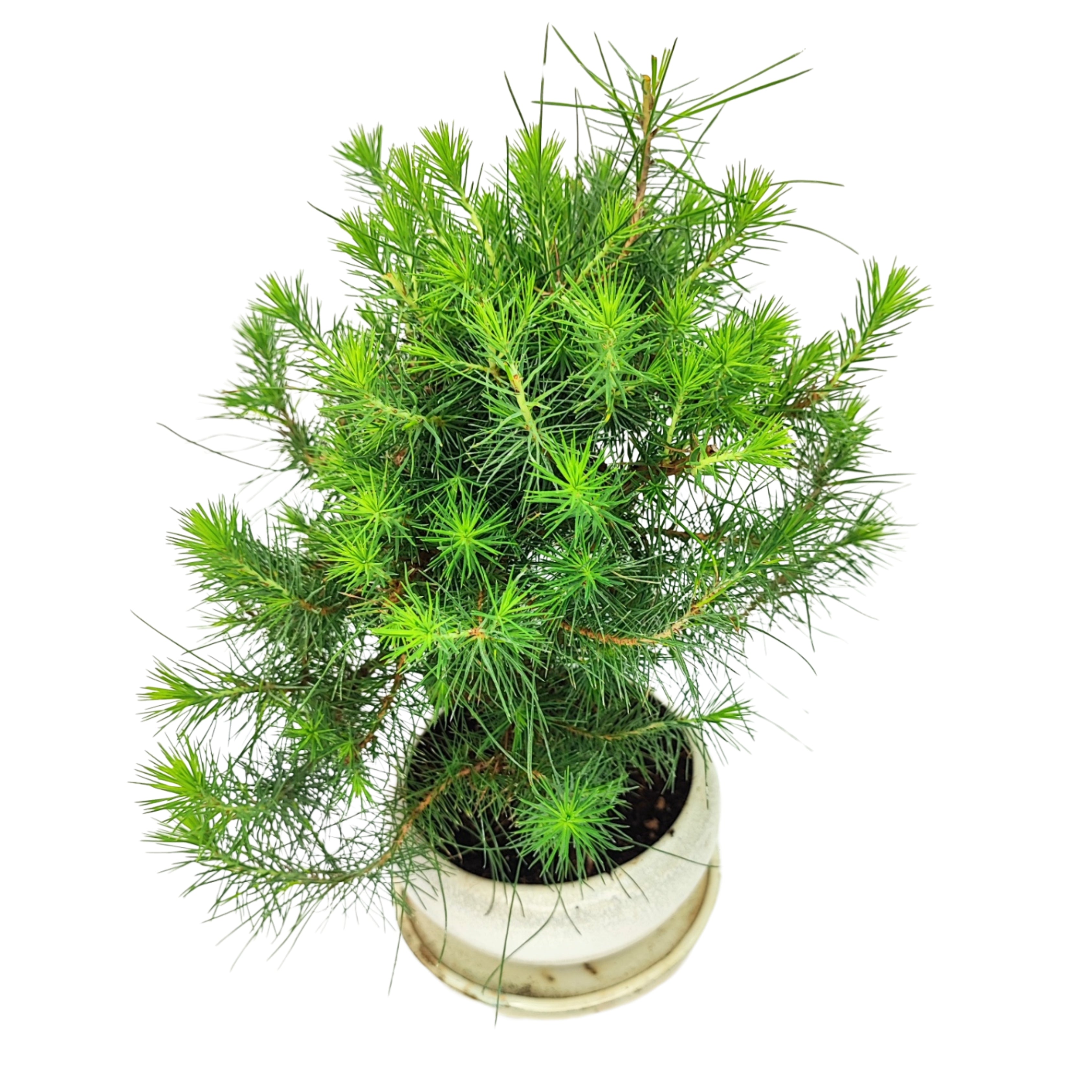 Bonsai Pinus Halepensis 9 Anni - Collezione Premium