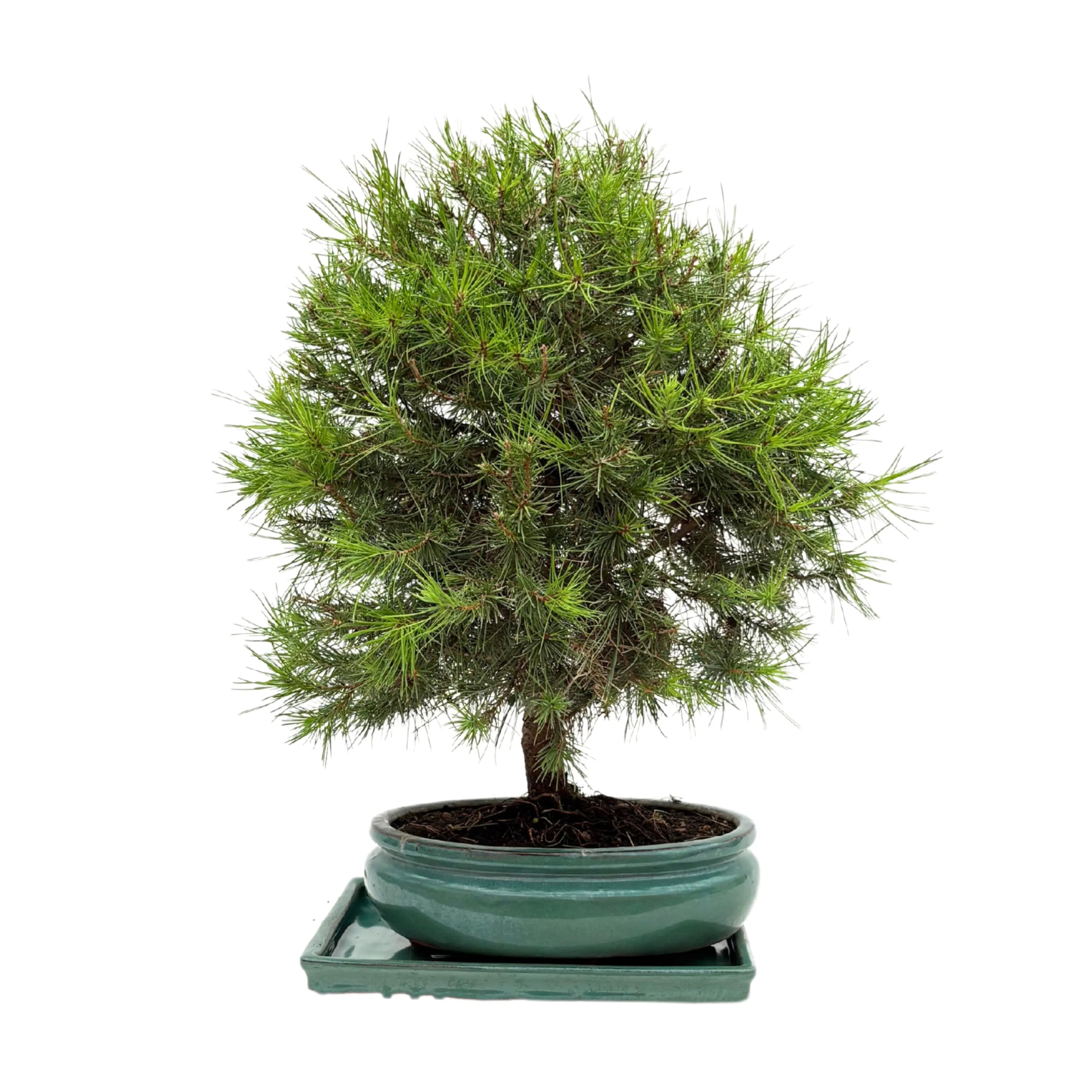 Bonsai Pinus Halepensis 14 Anni - Collezione Premium