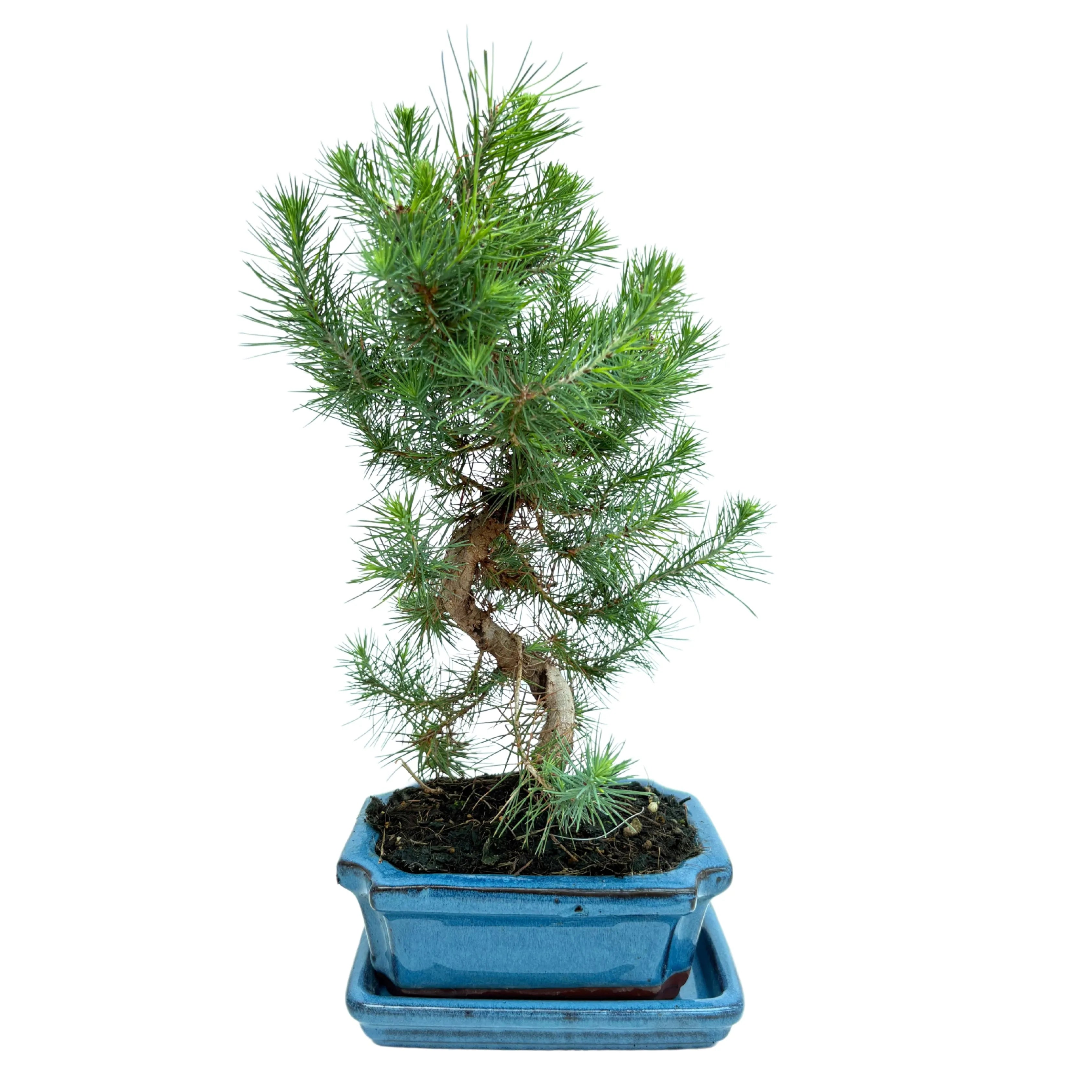 Bonsai Pinus Halepensis 7 Anni - Collezione Premium