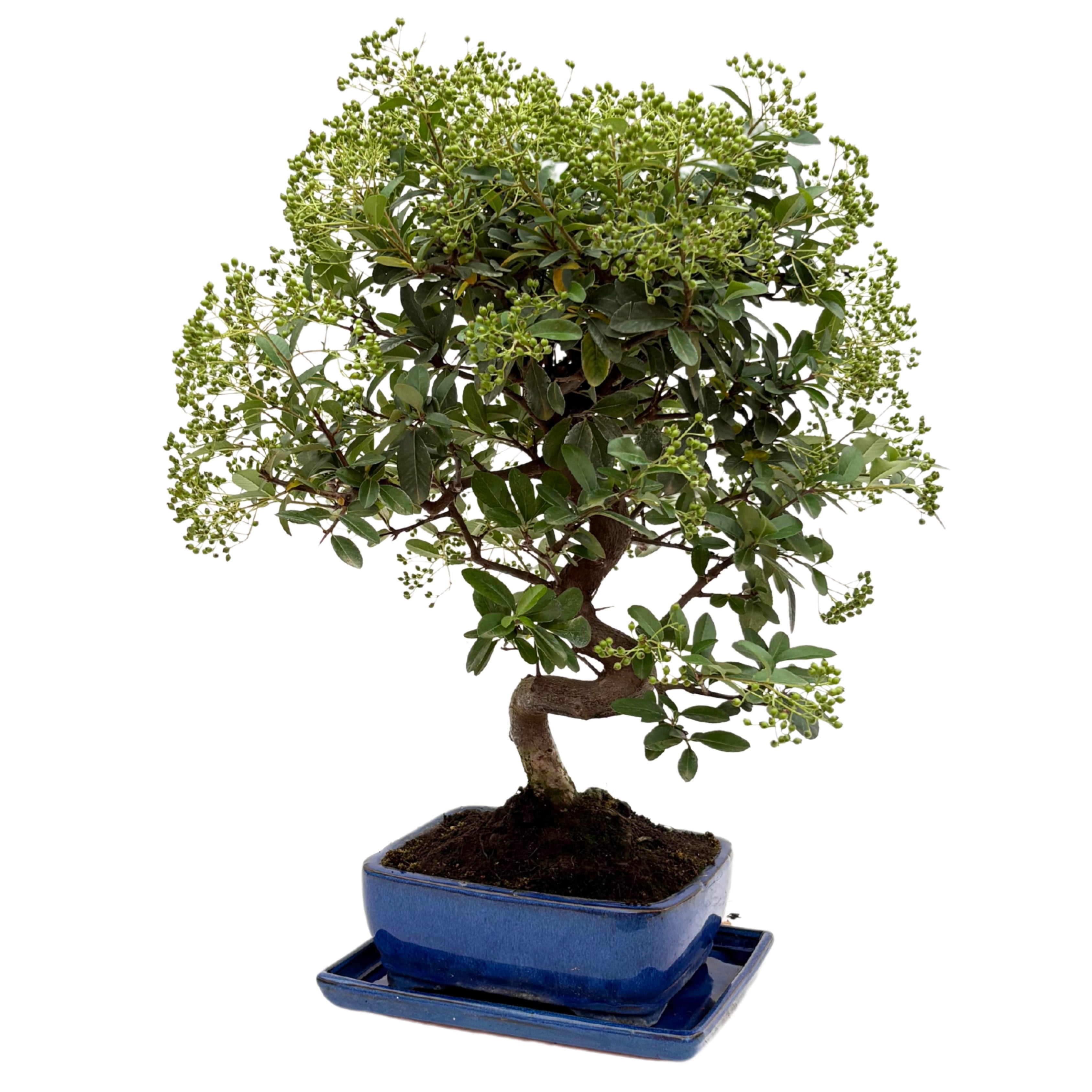 Bonsai Pyracantha sp. 13 Anni - Collezione Premium