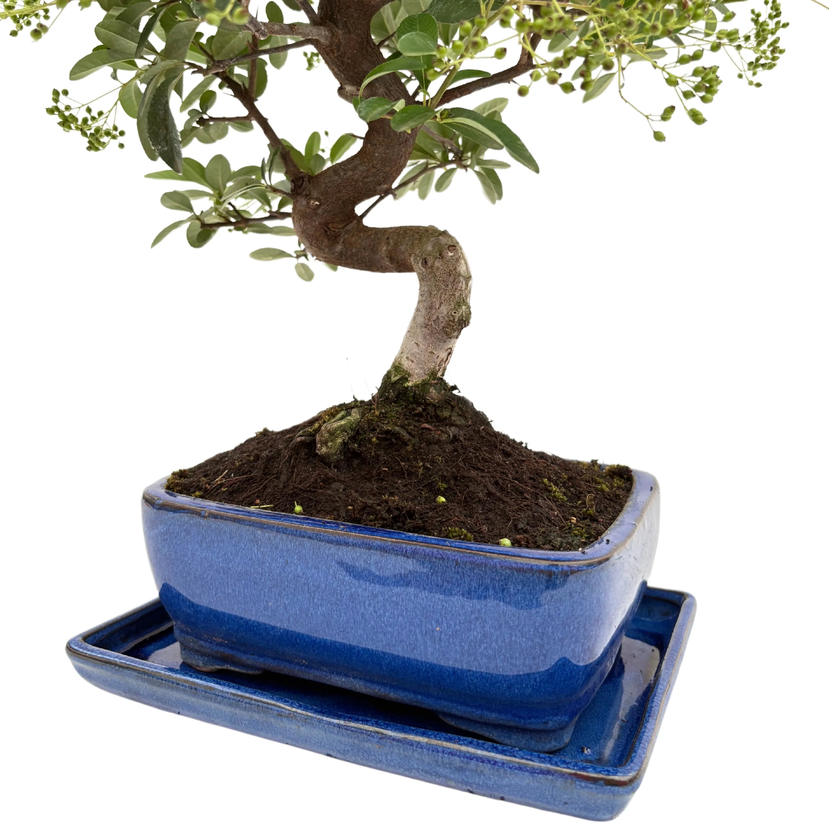 Bonsai Pyracantha sp. 13 Anni - Collezione Premium