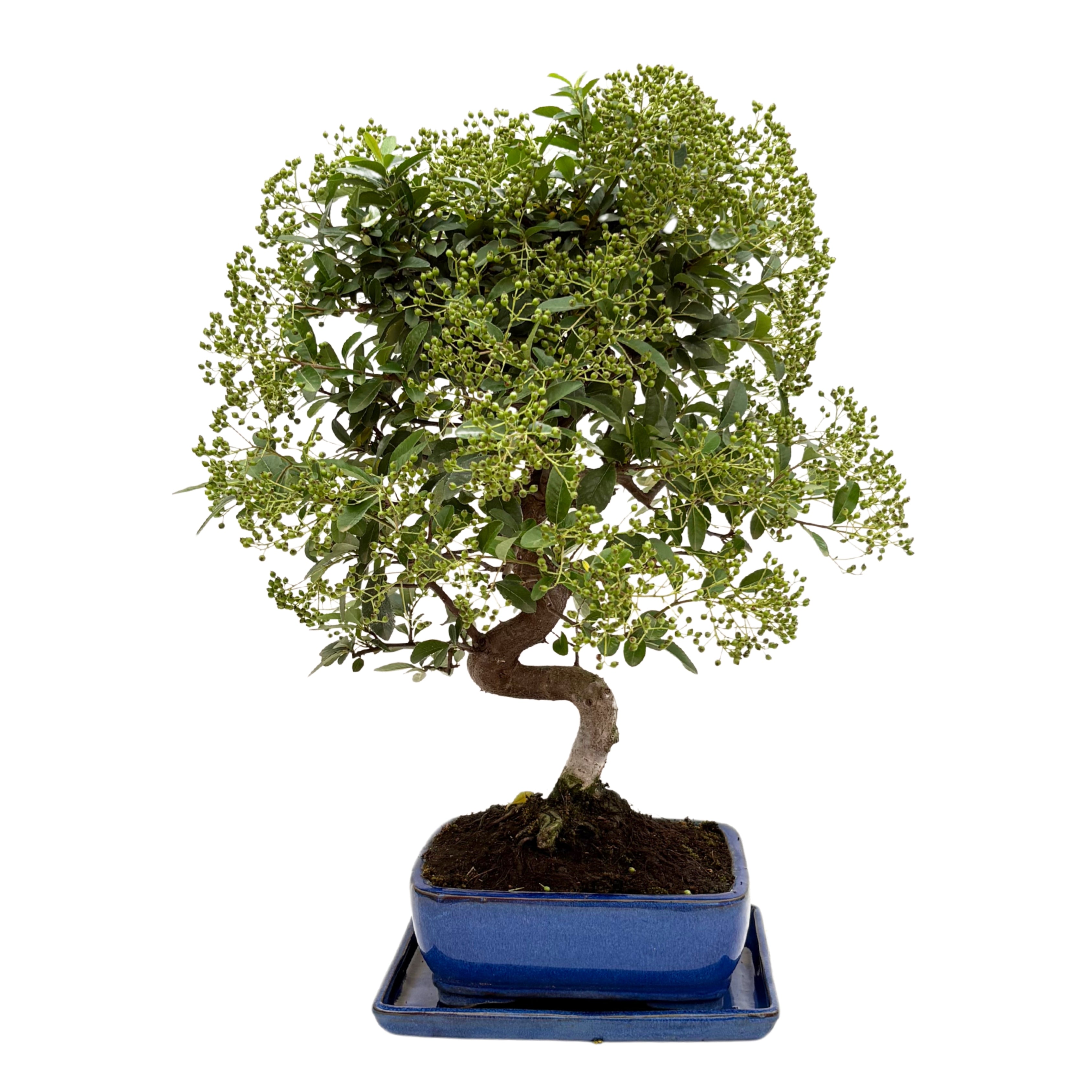Bonsai Pyracantha sp. 13 Anni - Collezione Premium