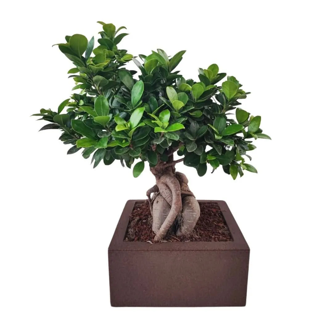 Bonsai Ficus Ginseng  in vaso "Minos"
