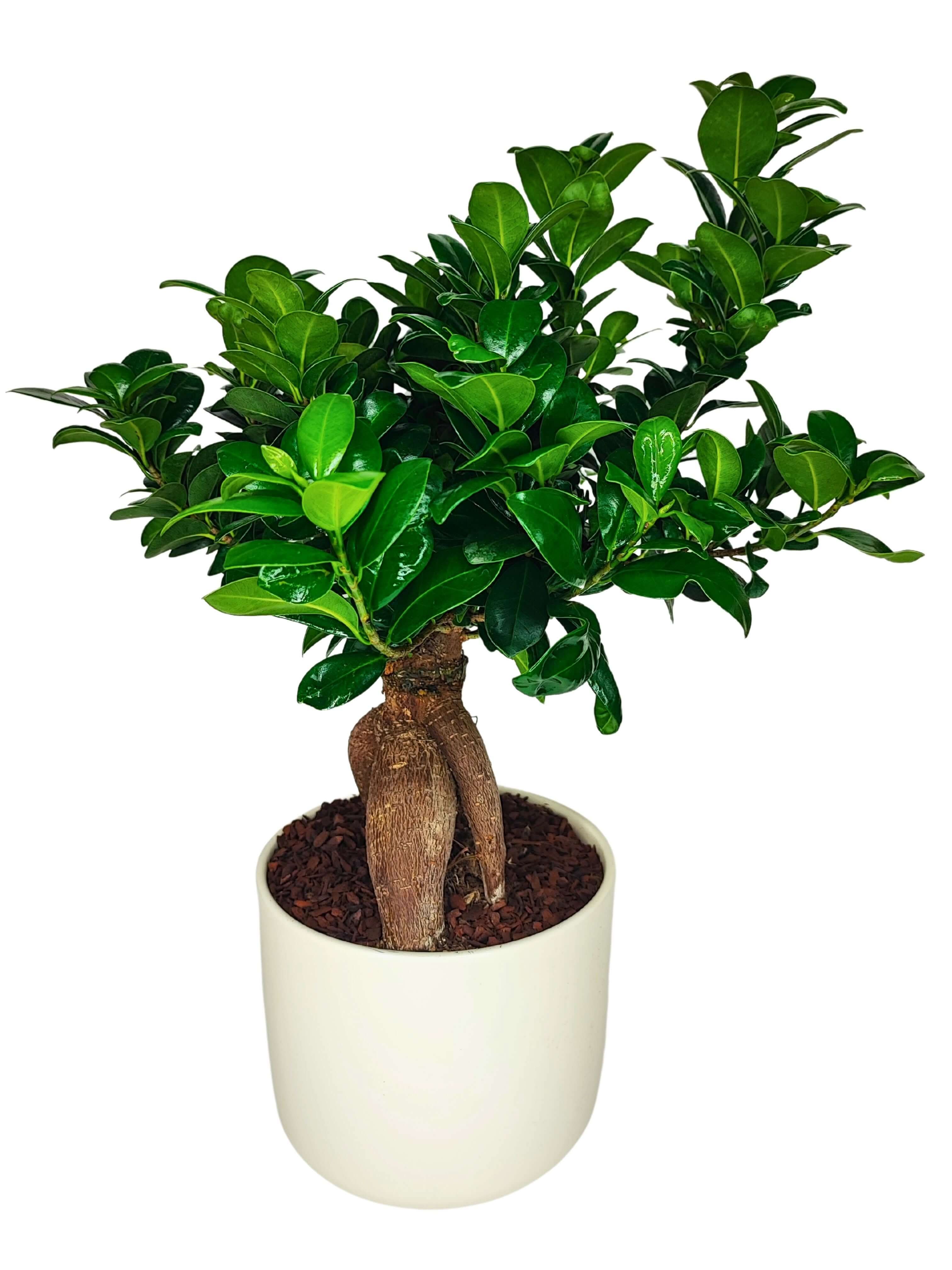 Bonsai Ficus Ginseng - Altezza Pianta 50 cm, Vaso di Ceramica 'Bari