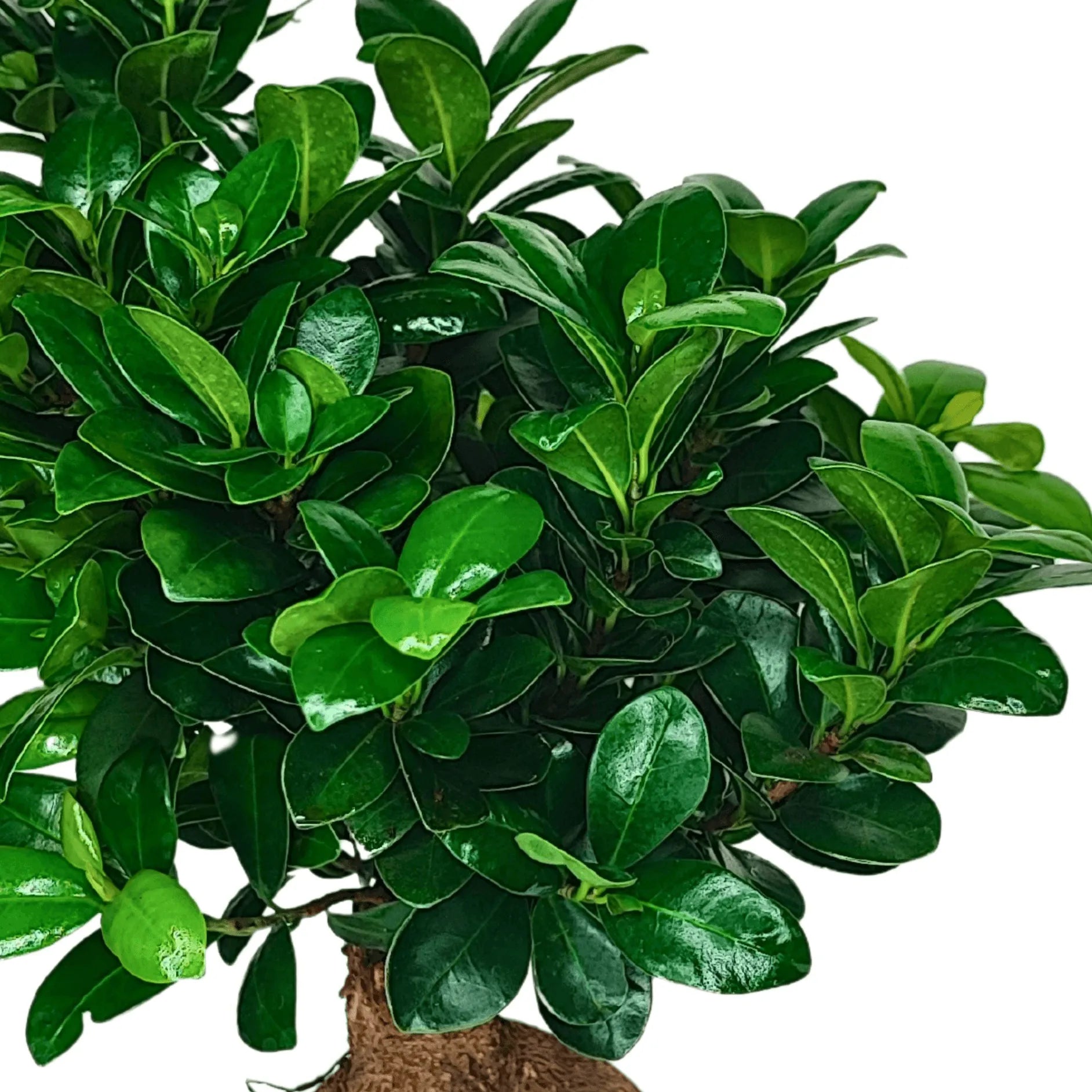 Bonsai Ficus Ginseng - Altezza Pianta 50 cm, Vaso di Ceramica 'Bari