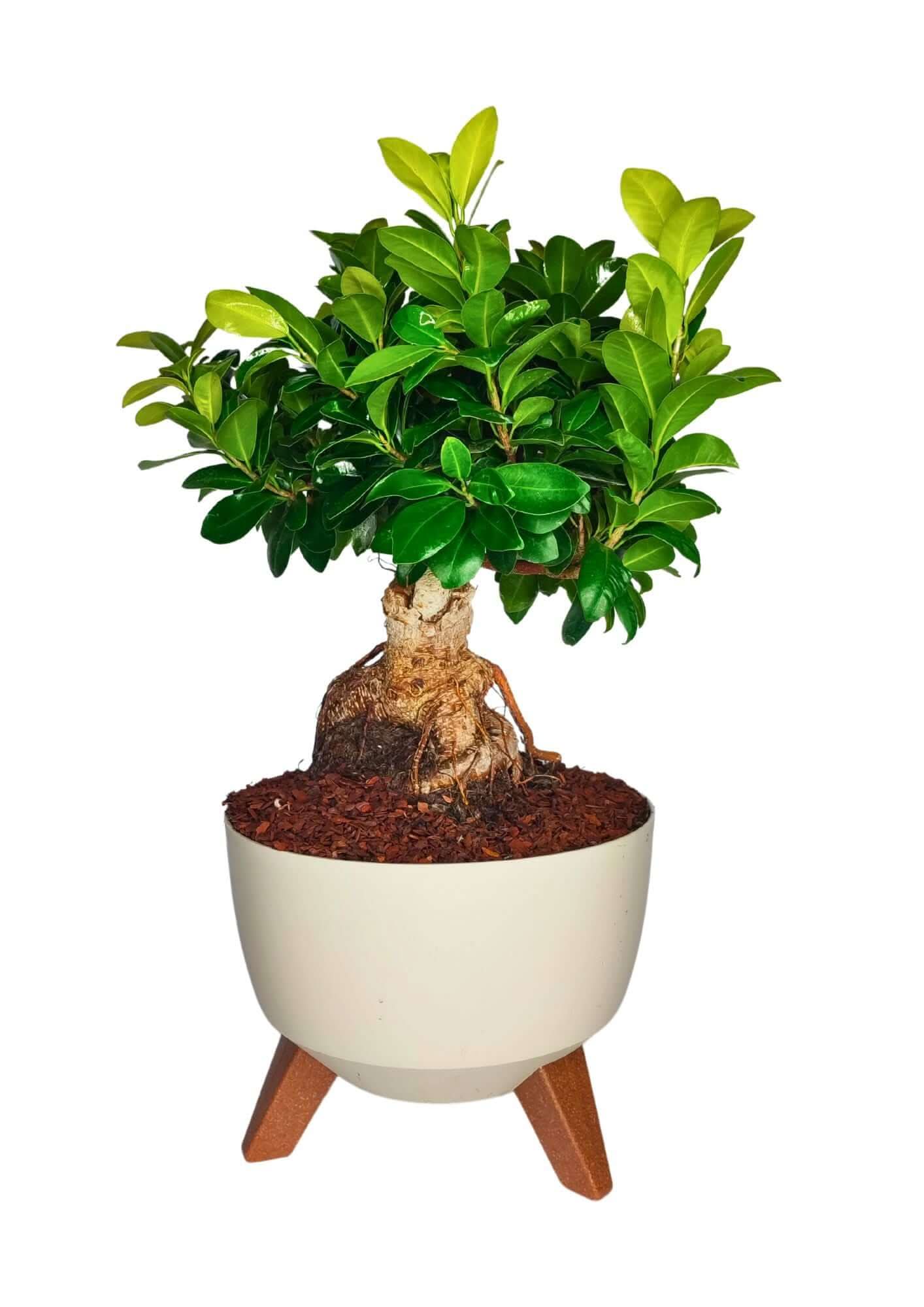 Bonsai Ficus Ginseng - Altezza Pianta 50 cm, Vaso in Resina 'Roma' Diametro 24 cm