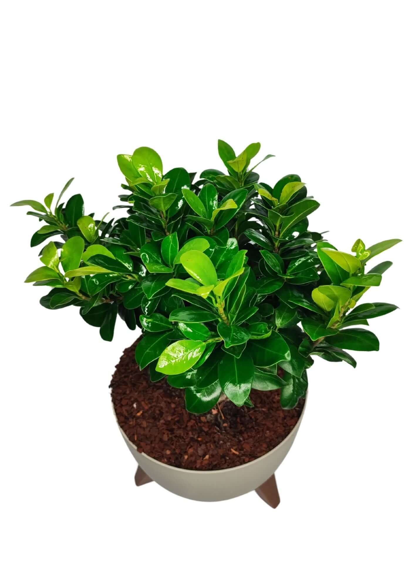 Bonsai Ficus Ginseng - Altezza Pianta 50 cm, Vaso in Resina 'Roma' Diametro 24 cm