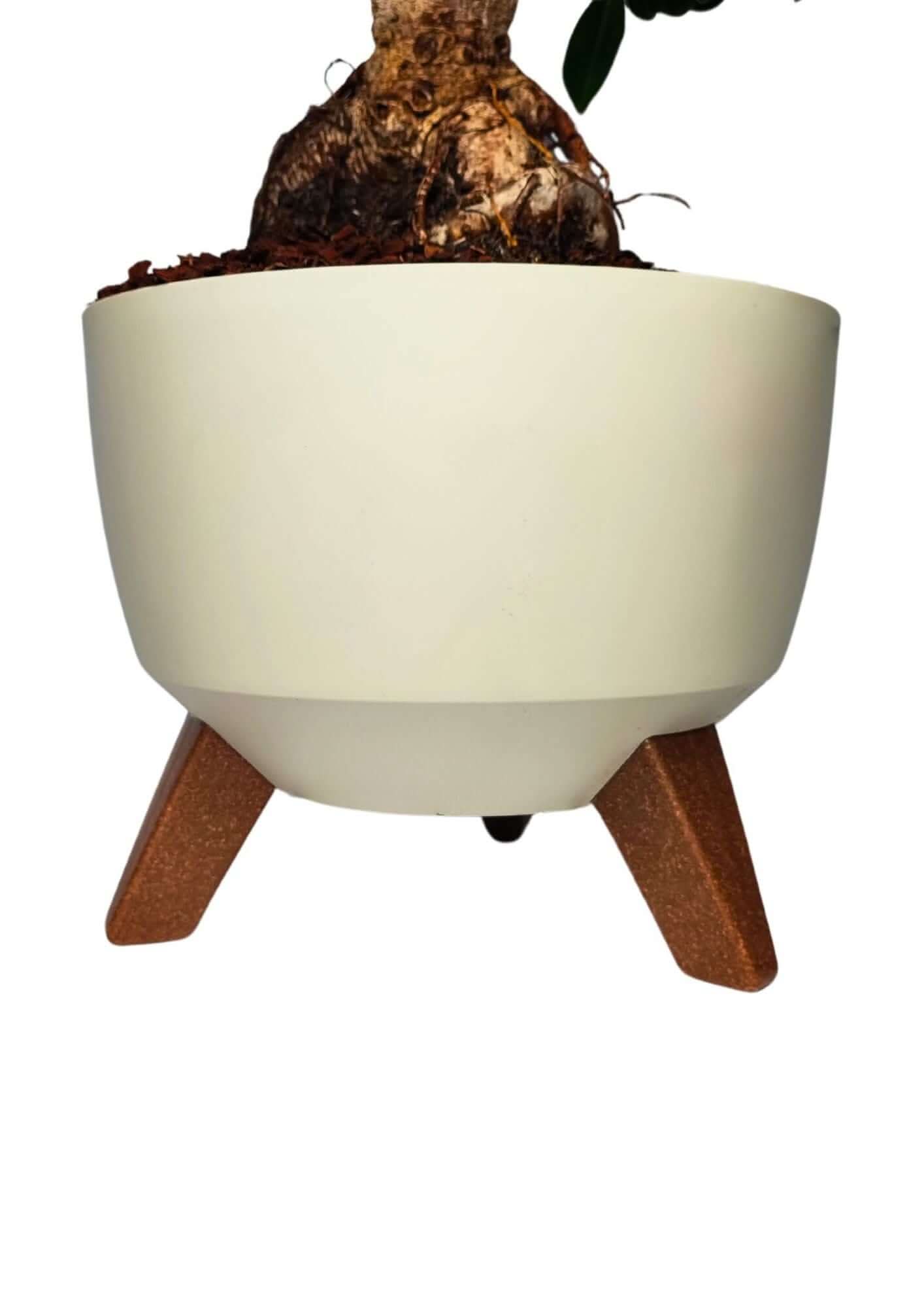 Bonsai Ficus Ginseng - Altezza Pianta 50 cm, Vaso in Resina 'Roma' Diametro 24 cm