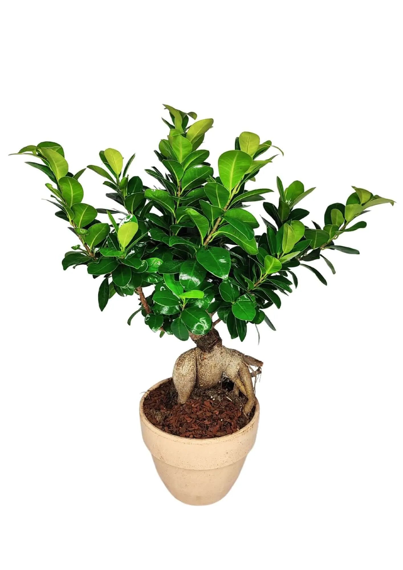 Bonsai Ficus Ginseng Vaso di Terracotta 'Palladio Arena'  Altezza Pianta 50 cm,