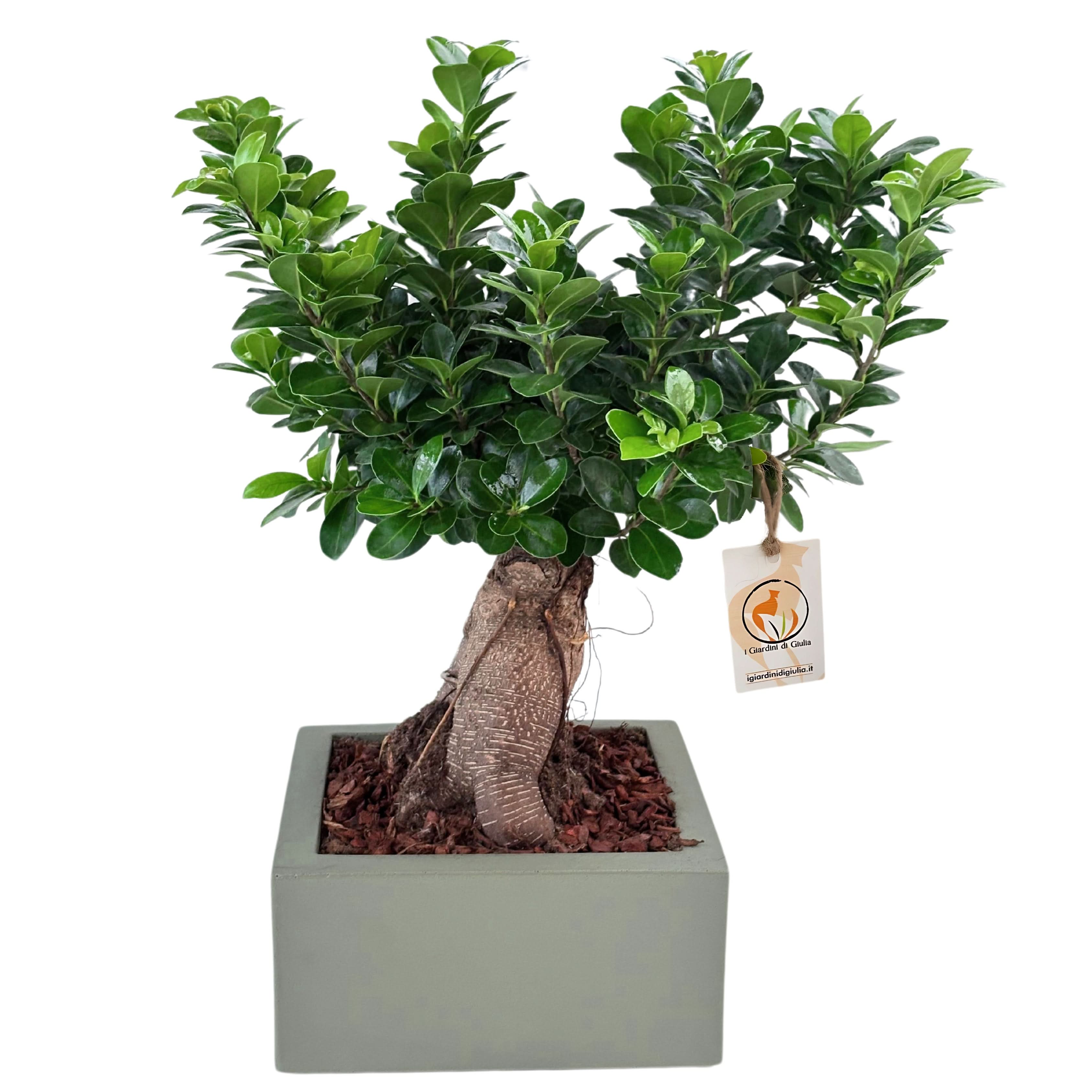 Bonsai ficus ginseng Vaso a Riserva D'acqua Minos