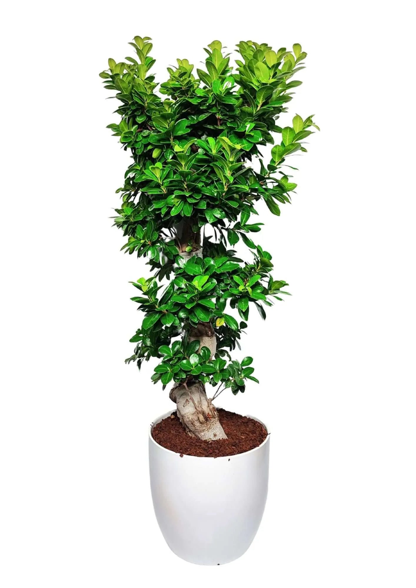 Bonsai Ficus Ginseng S Shape - Altezza Pianta 110 cm