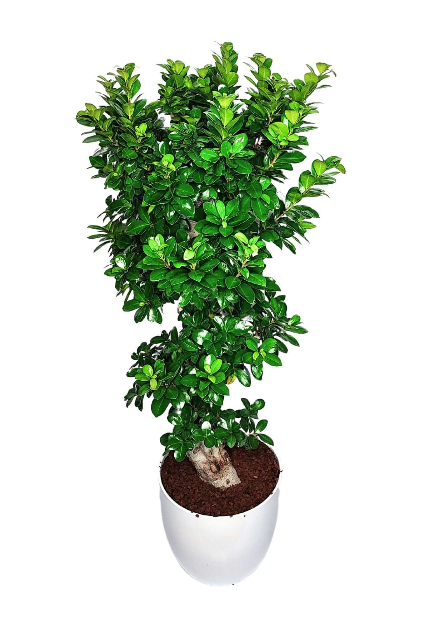 Bonsai Ficus Ginseng S Shape - Altezza Pianta 110 cm