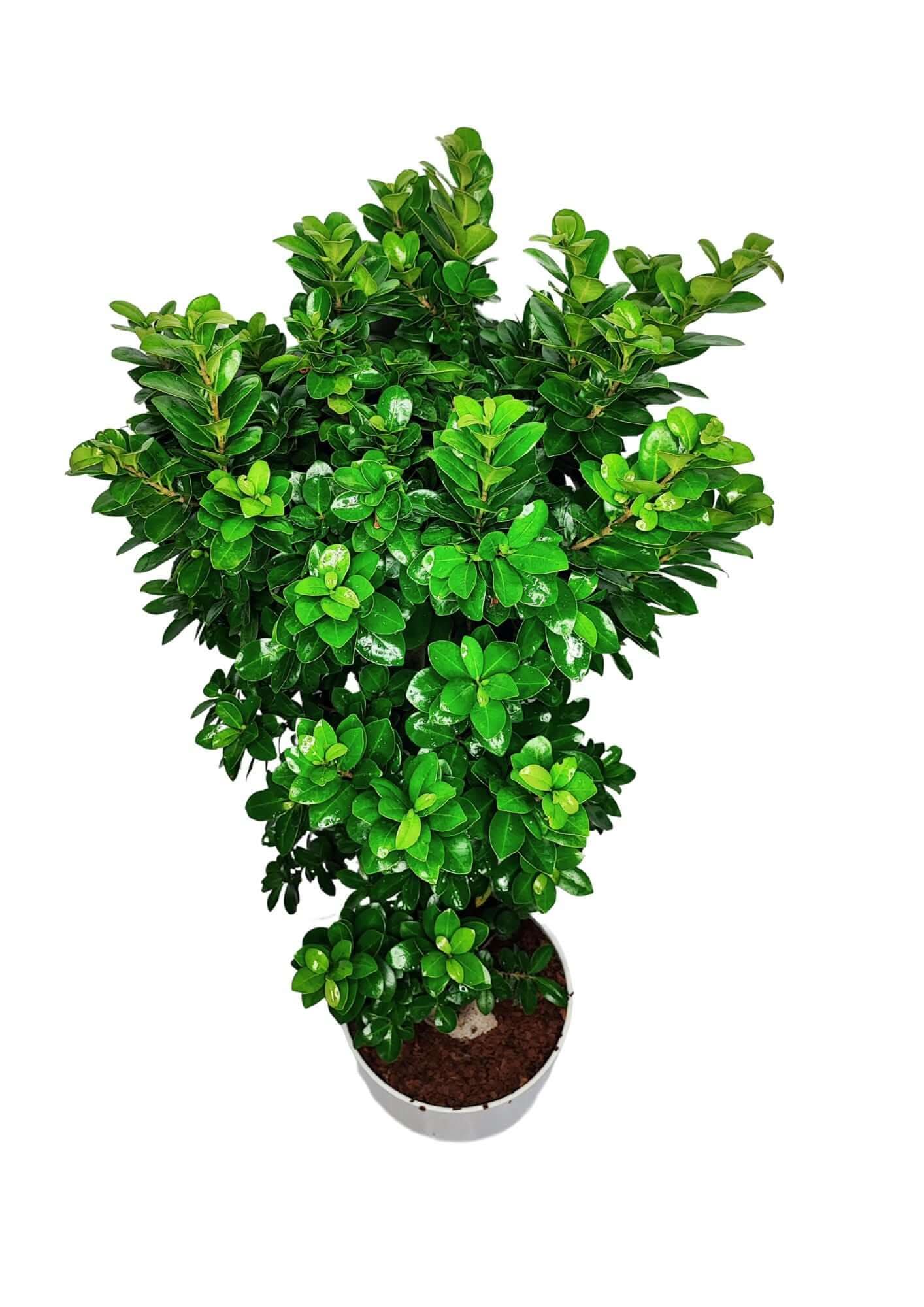 Bonsai Ficus Ginseng S Shape - Altezza Pianta 110 cm
