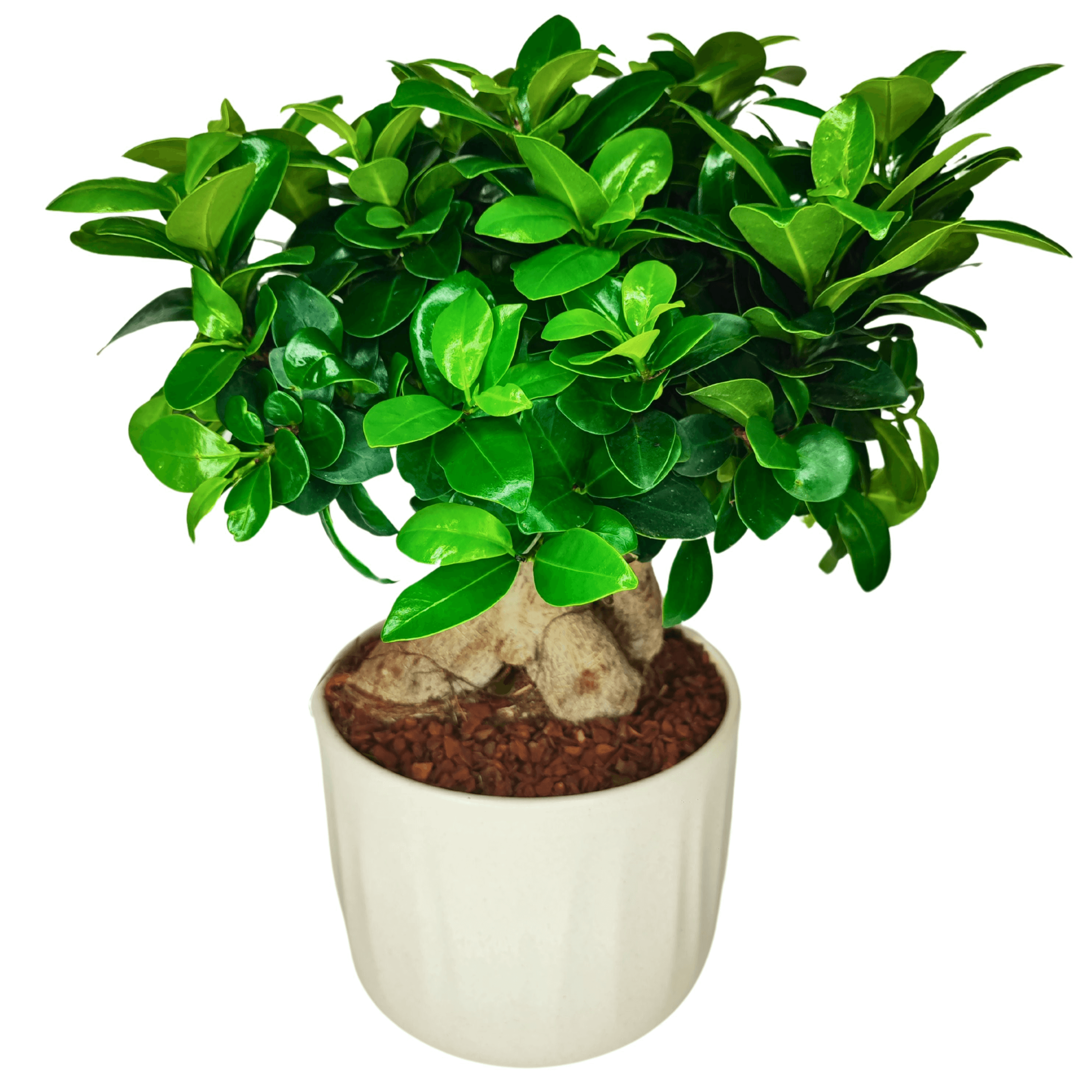 Bonsai Ficus Ginseng - Altezza Pianta 50 cm, Vaso di Ceramica Bagua