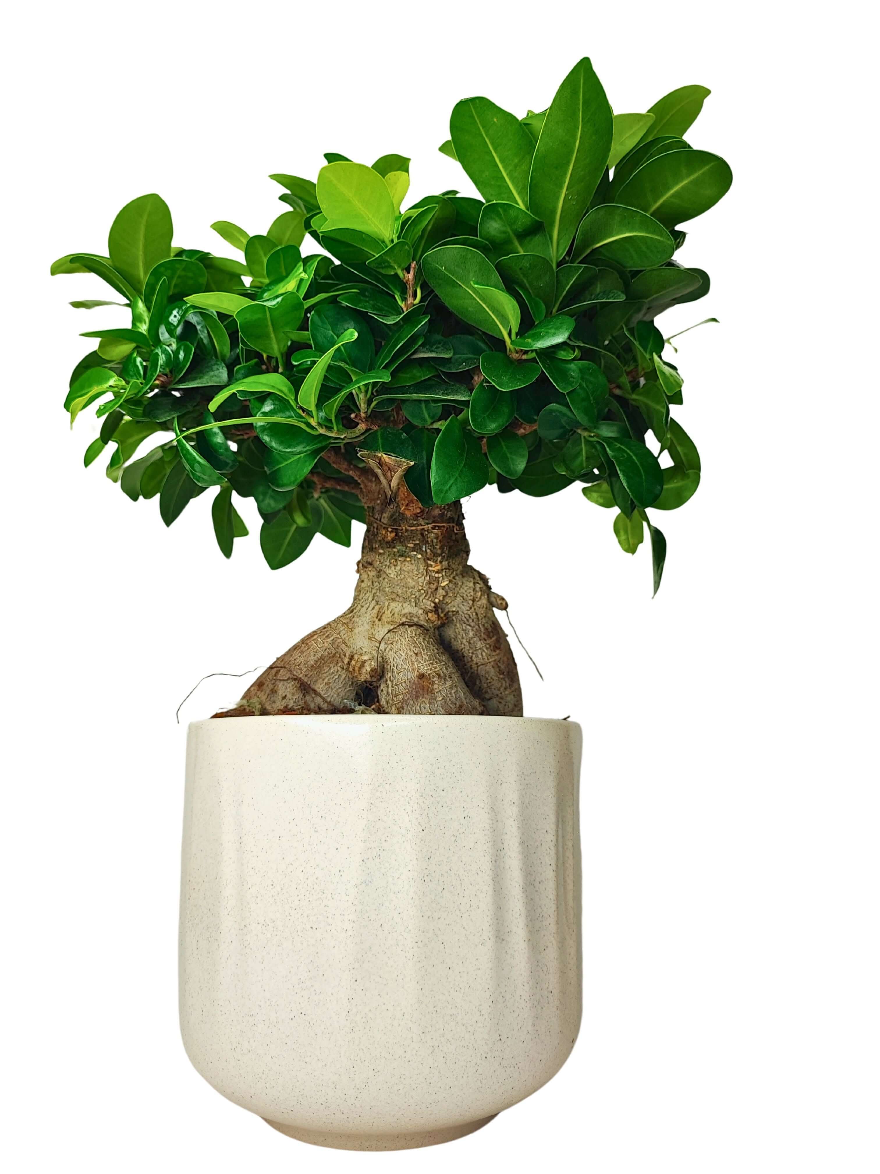 Bonsai Ficus Ginseng - Altezza Pianta 50 cm, Vaso di Ceramica Bagua