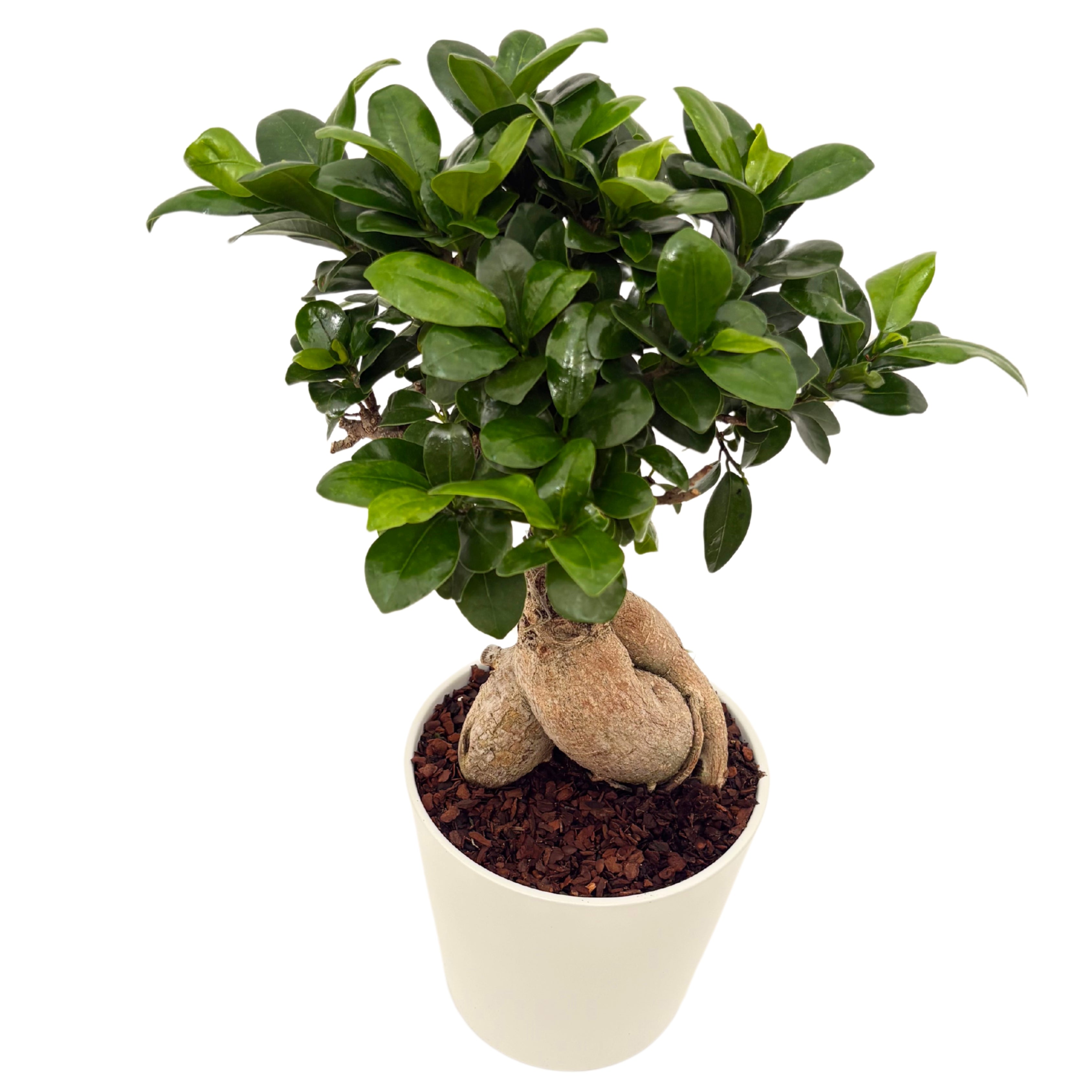 Bonsai Ficus Ginseng In vaso ceramica Bianco altezza 44 cm