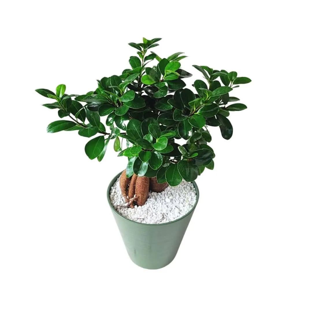 Bonsai ficus ginseng in idrocultura con perlite