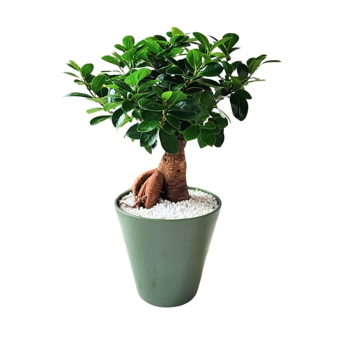 Bonsai ficus ginseng in idrocultura con perlite