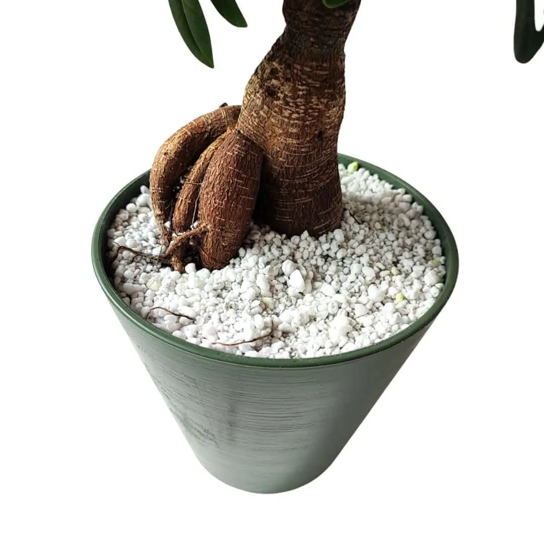 Bonsai ficus ginseng in idrocultura con perlite