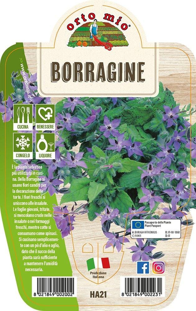 Borragine - 1 pianta v.14 cm - Orto mio