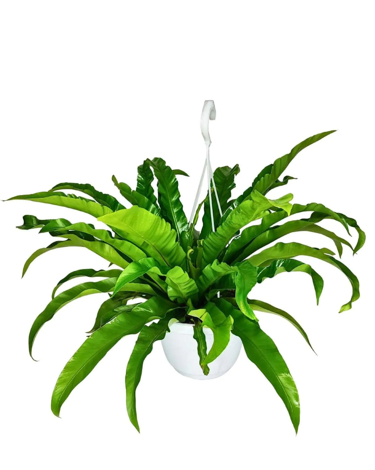 Asplenium Anticum - Altezza Pianta 65 cm, Vaso Basket