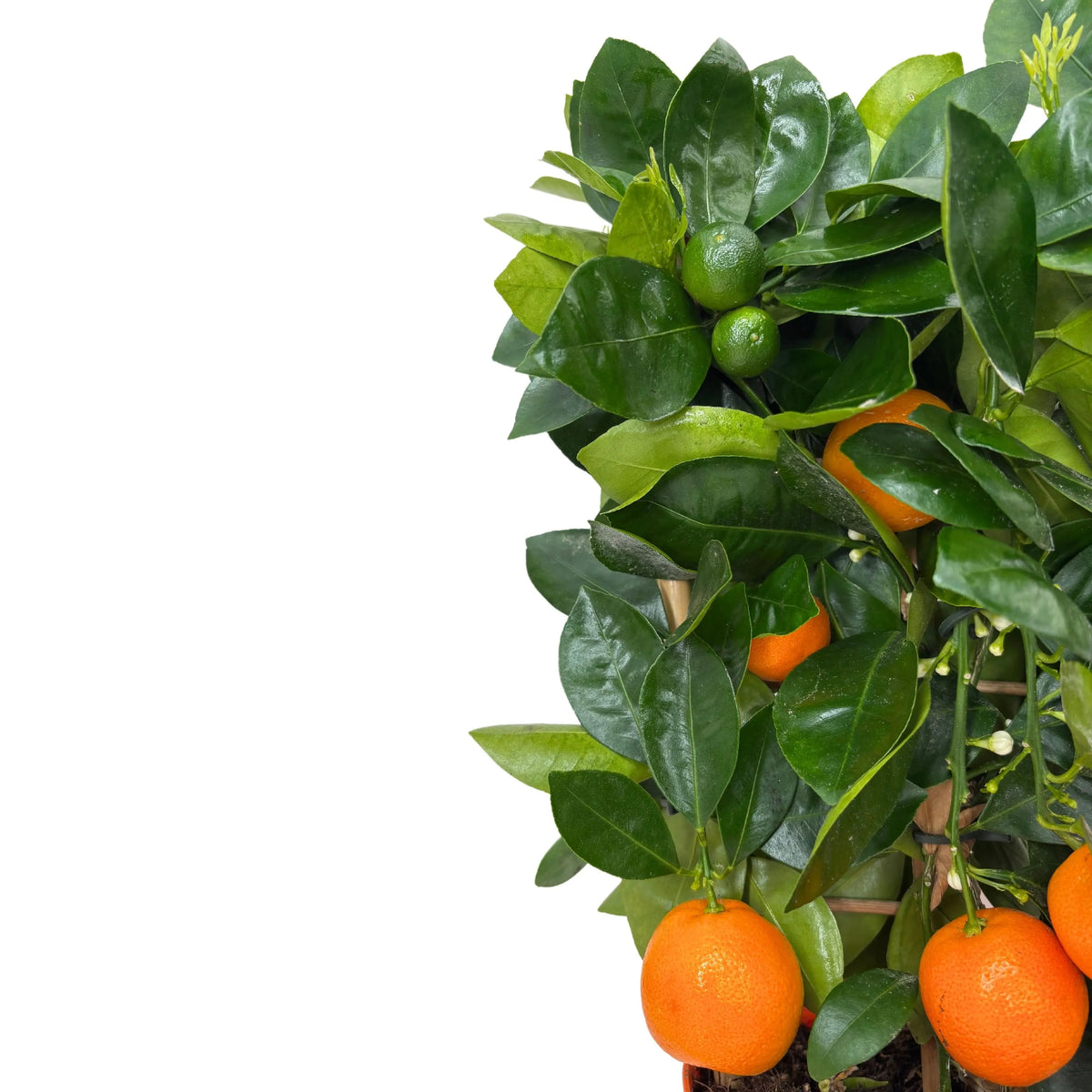 Calamondino