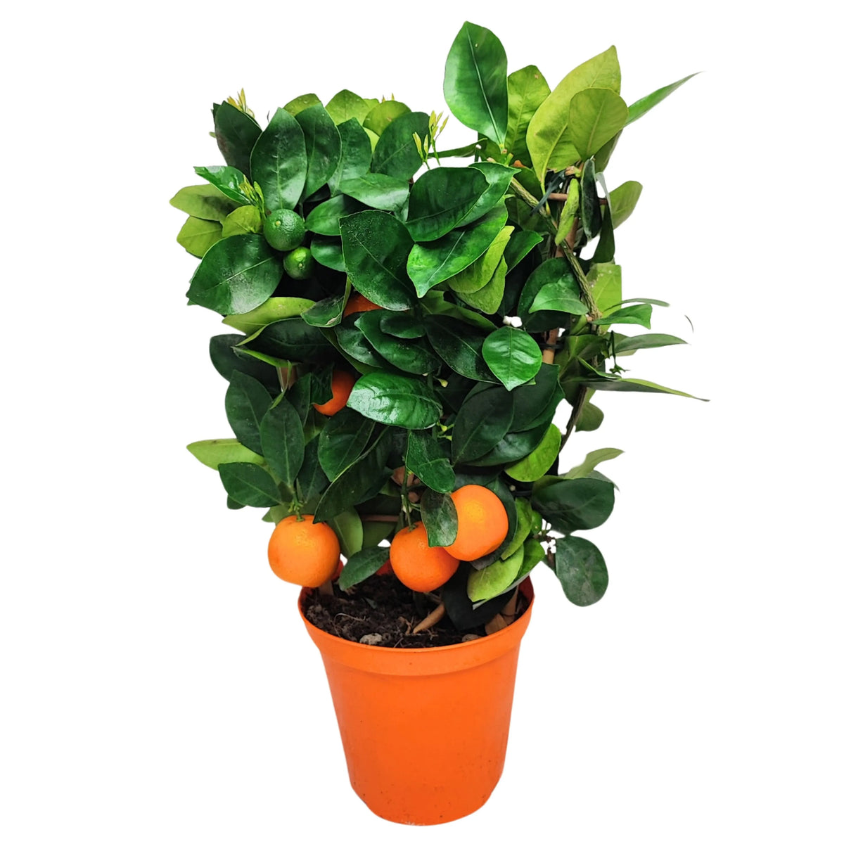 Calamondino